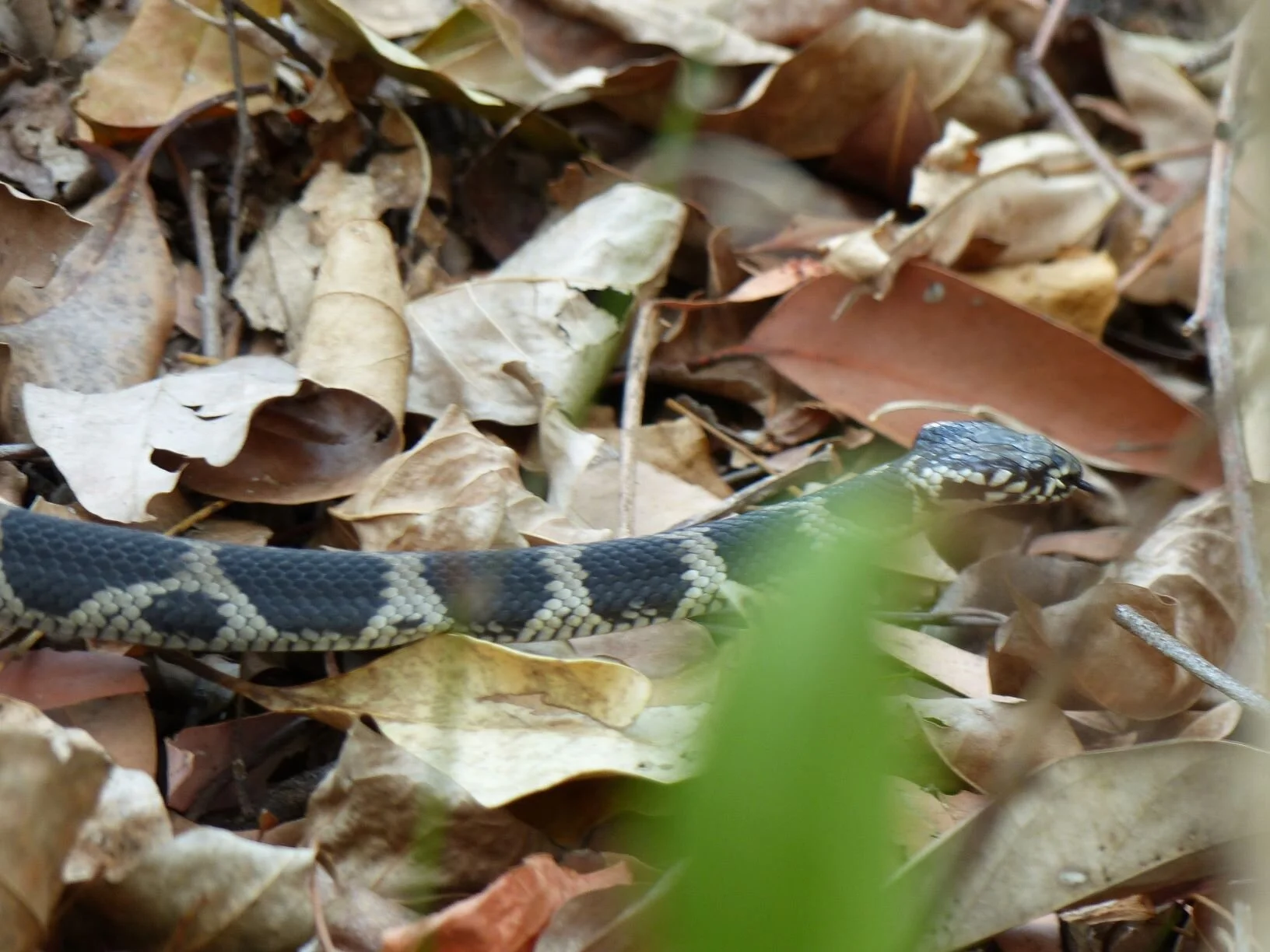 Stephens Banded 1.JPG