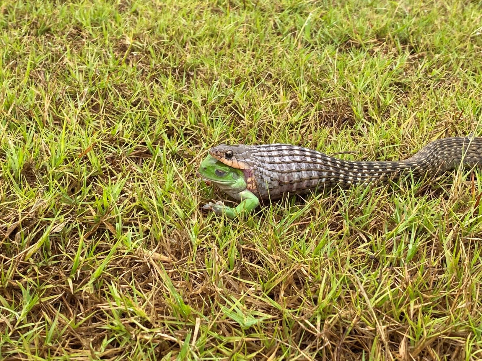 The raised lines or keels running lengthwise along the snake give rise to it’s name.