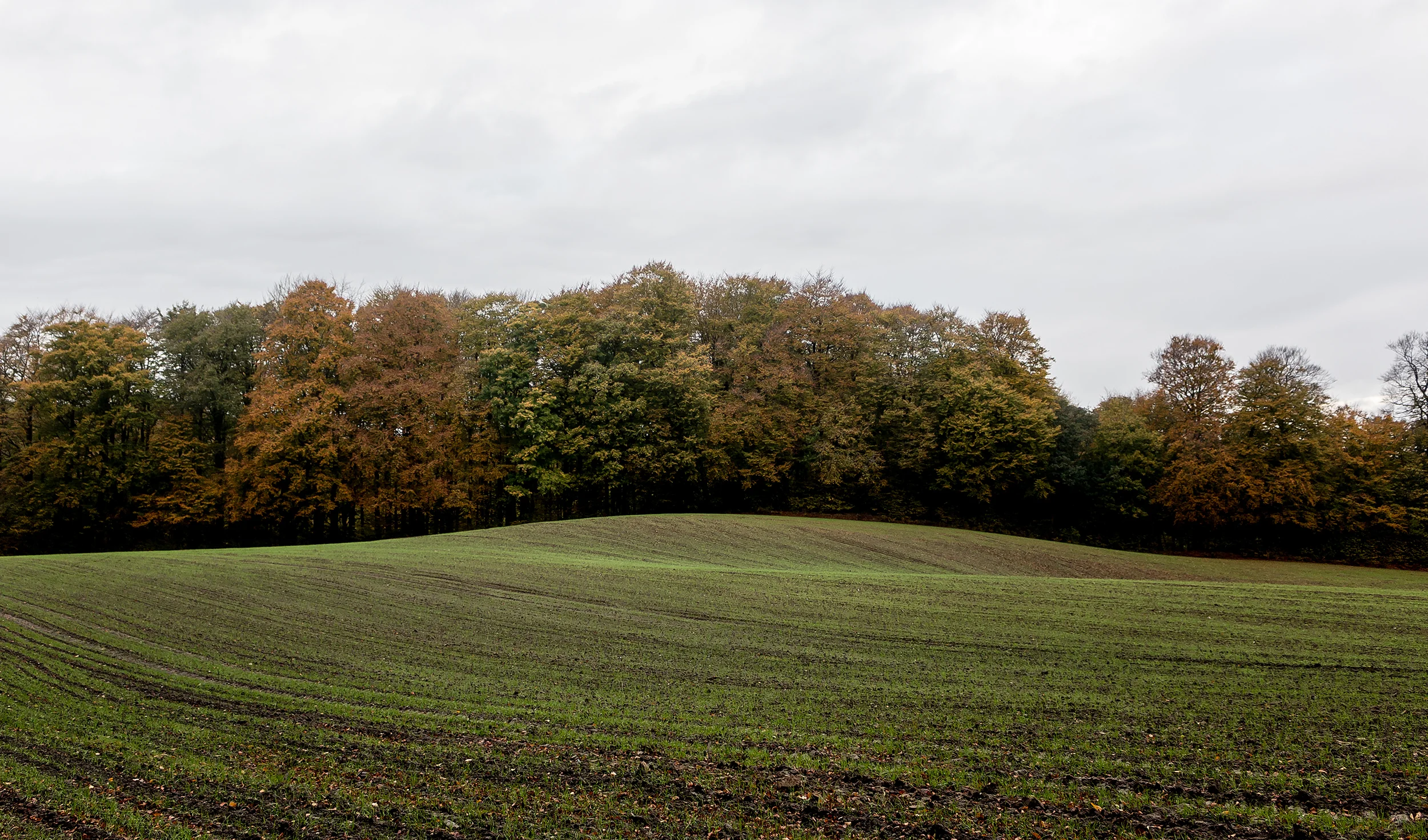 Green Fields - Mike Dugenio (2 of 8).jpg