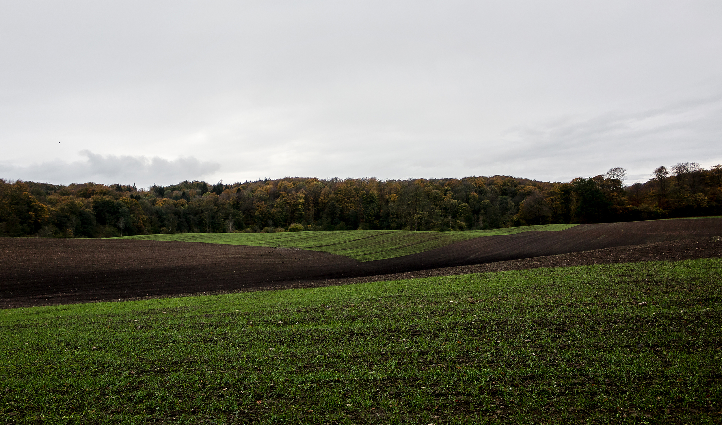 Green Fields - Mike Dugenio (4 of 8).jpg