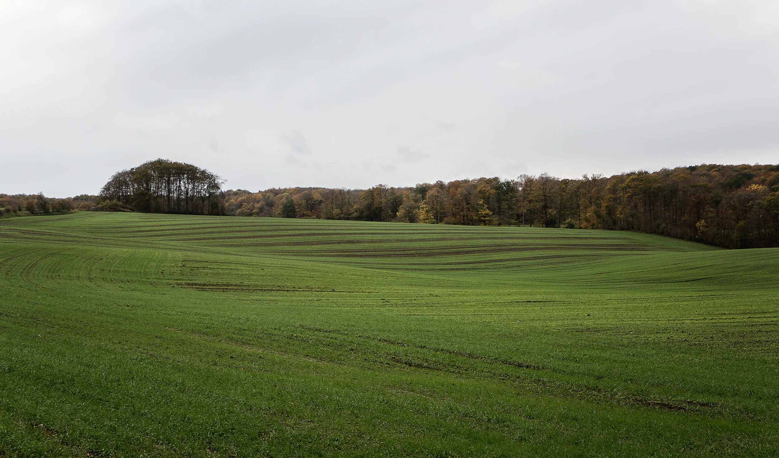 Green Fields - Mike Dugenio (5 of 8).jpg