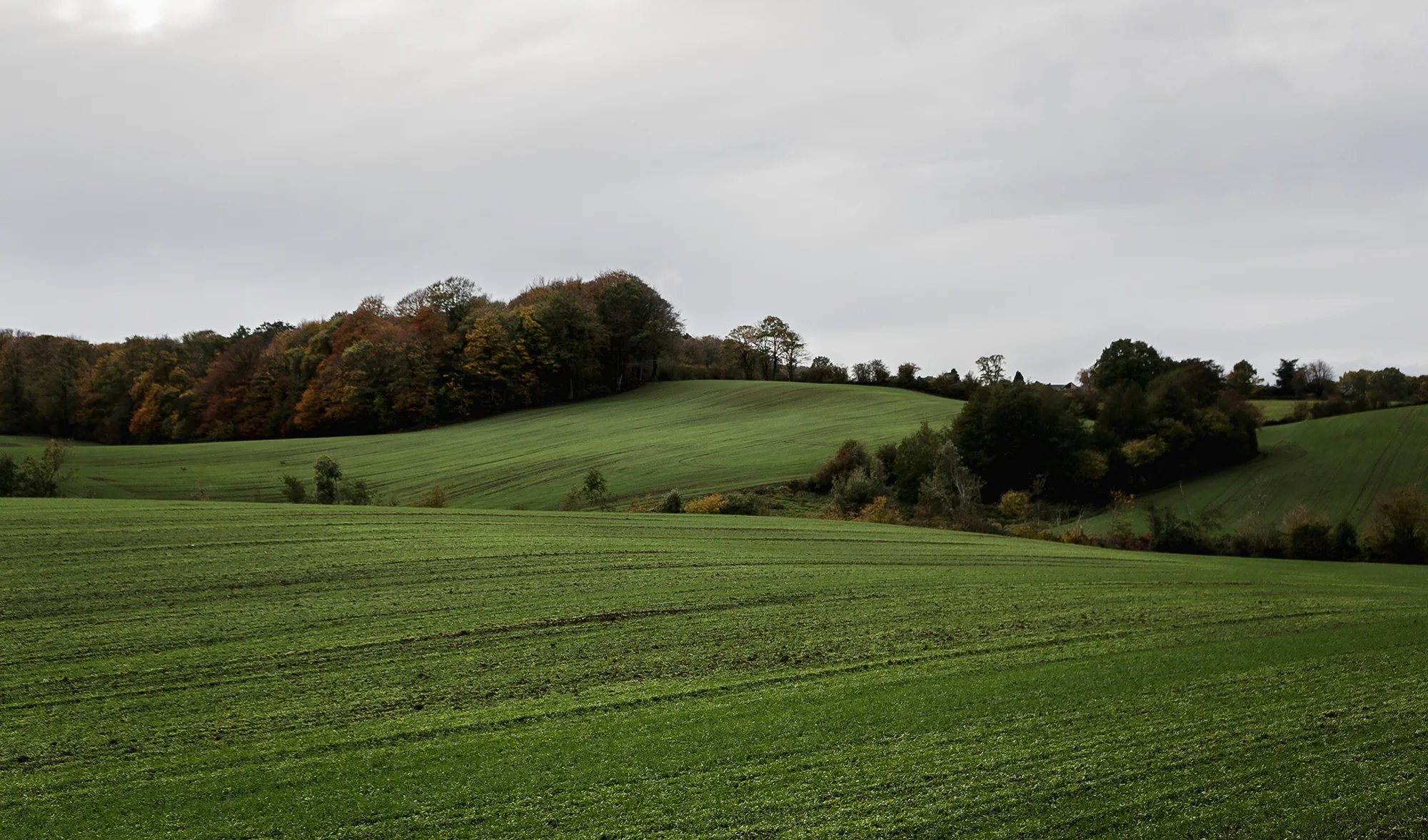 Green Fields - Mike Dugenio (6 of 8).jpg