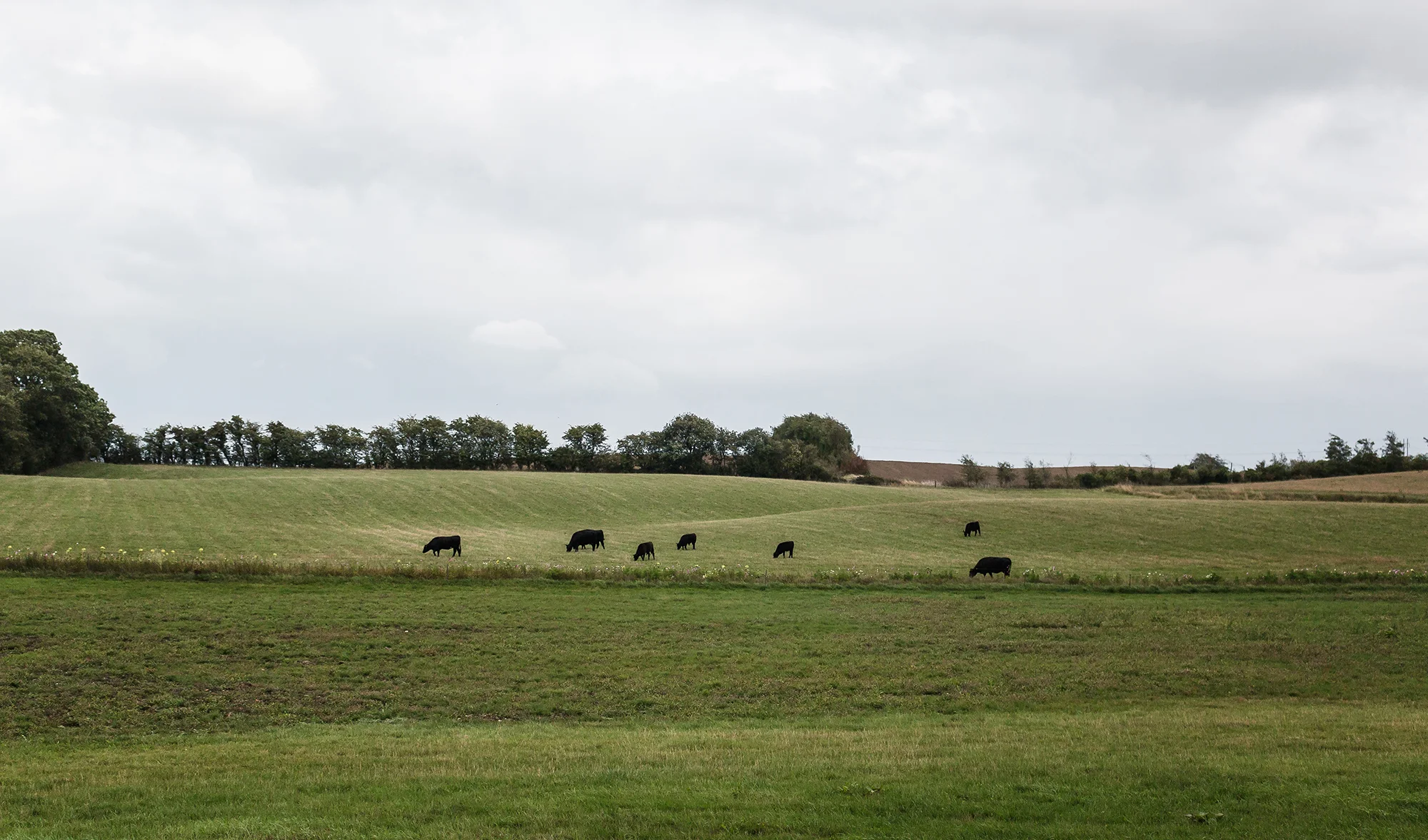 Green Fields - Mike Dugenio (7 of 8).jpg
