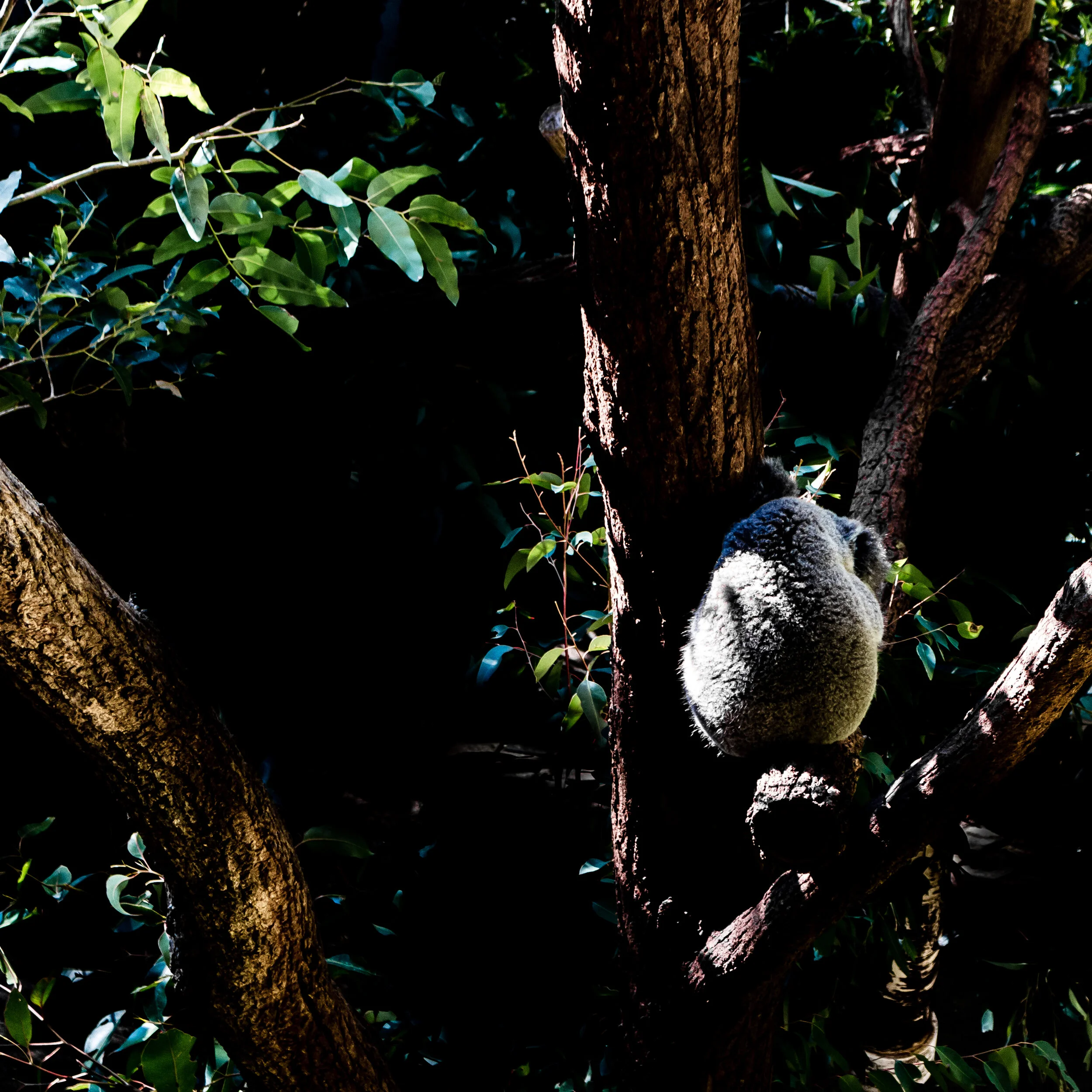 zoo mikedugenio (1 of 10).jpg