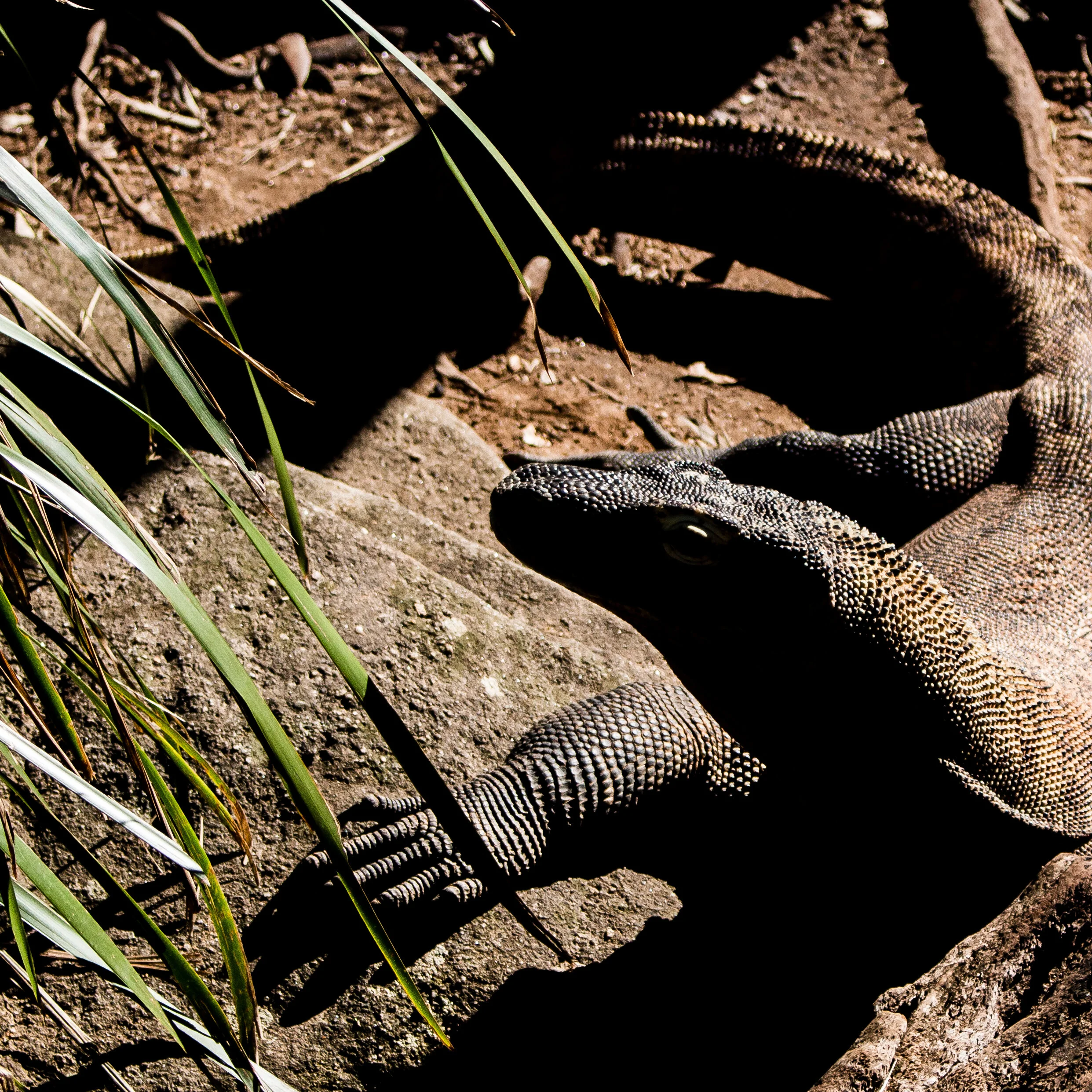 zoo mikedugenio (2 of 10).jpg