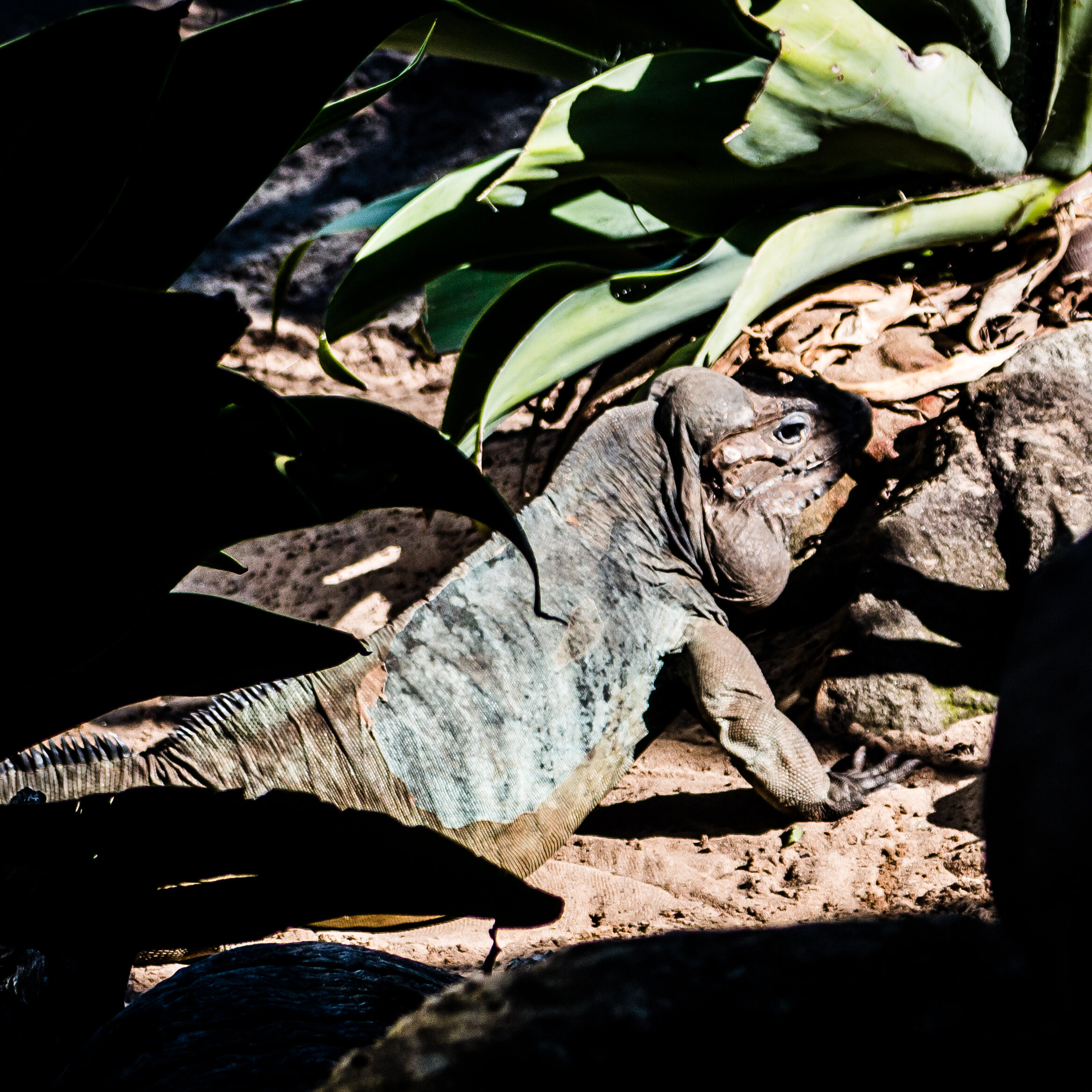 zoo mikedugenio (4 of 10).jpg