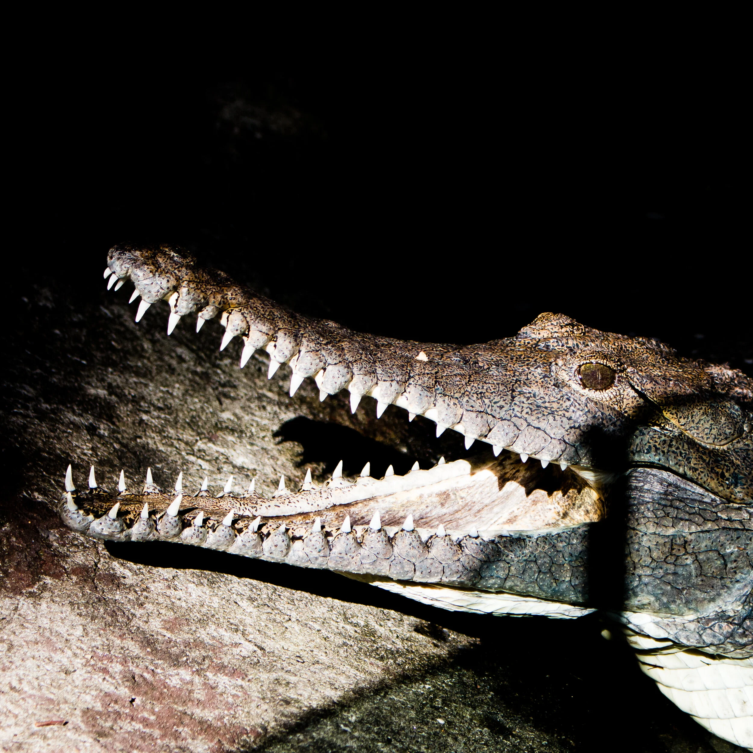 zoo mikedugenio (3 of 10).jpg