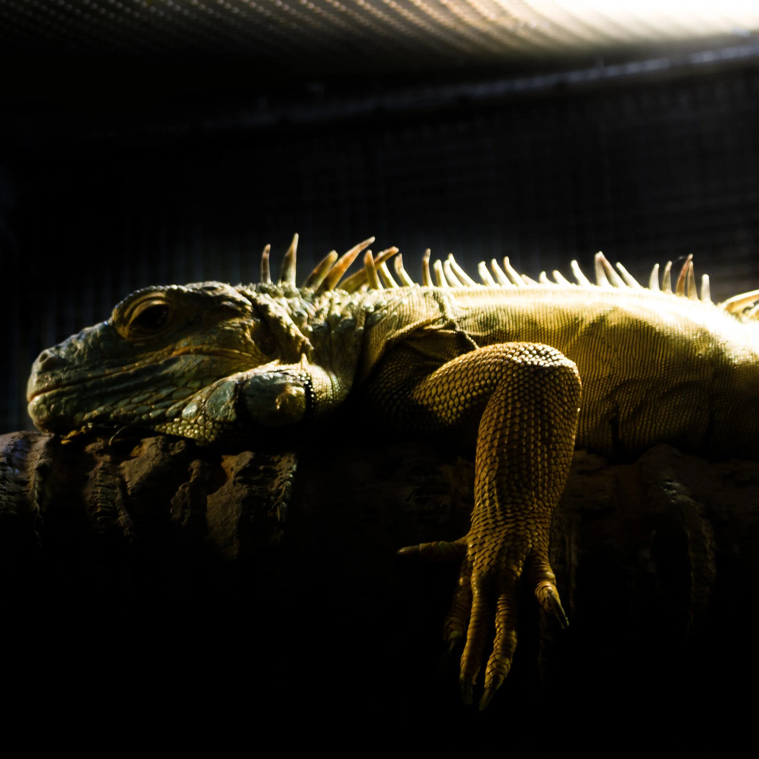 zoo mikedugenio (5 of 10).jpg