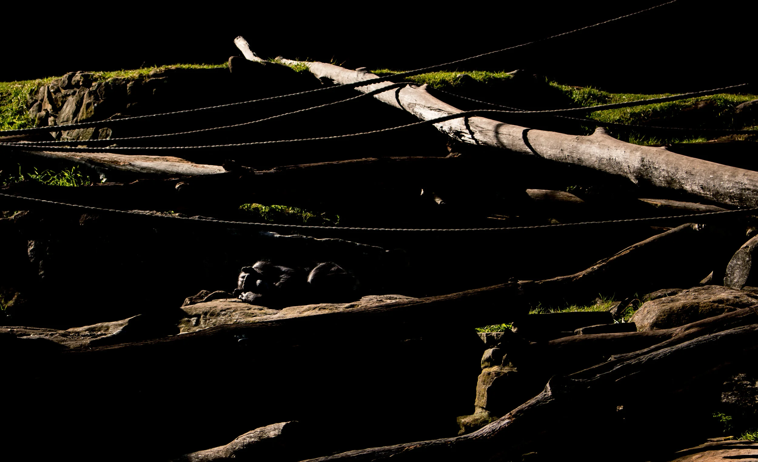 zoo mikedugenio (6 of 10).jpg