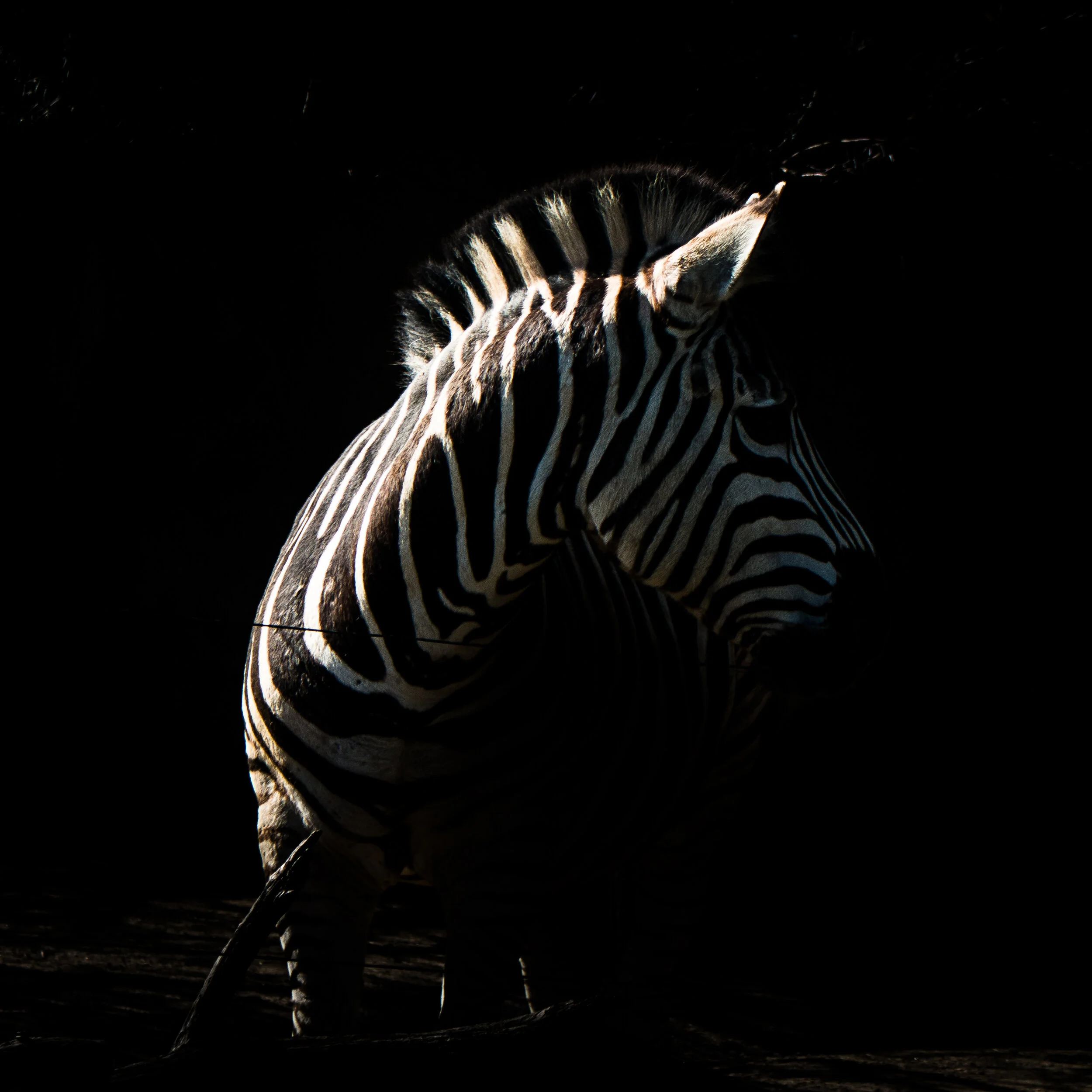 zoo mikedugenio (8 of 10).jpg