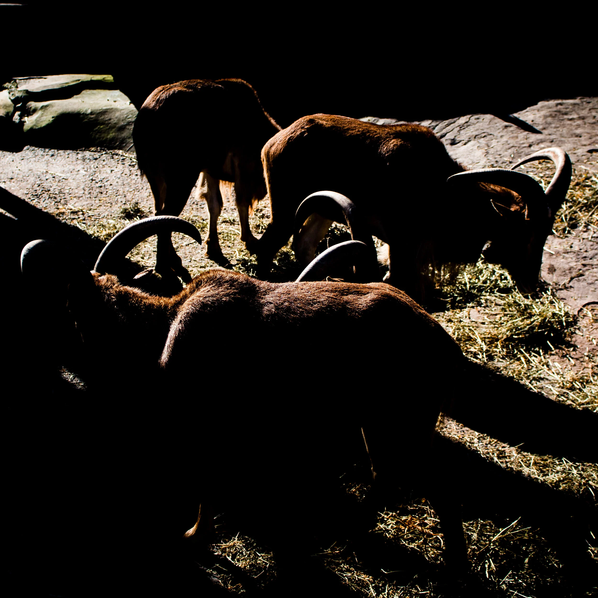 zoo mikedugenio (7 of 10).jpg