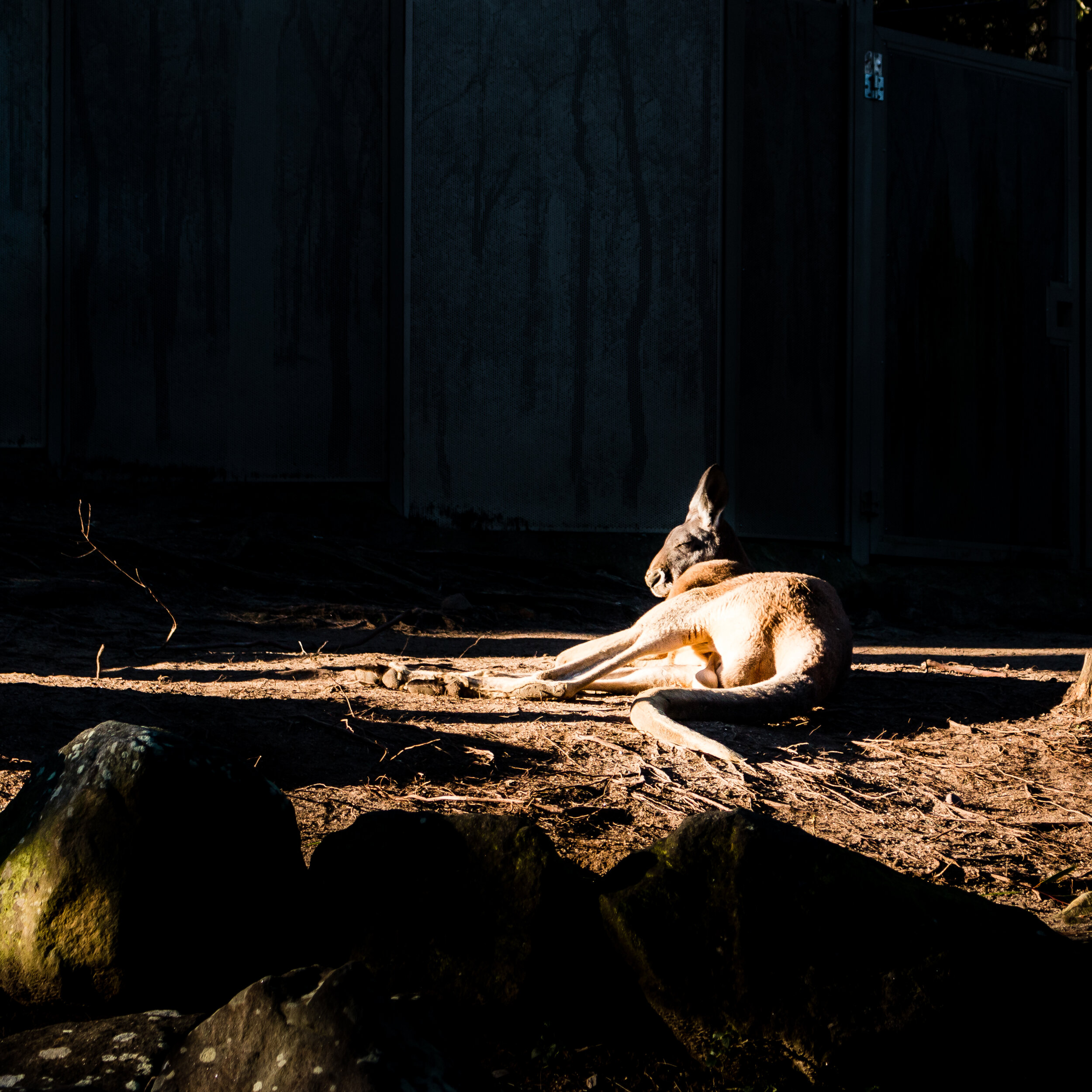 zoo mikedugenio (10 of 10).jpg