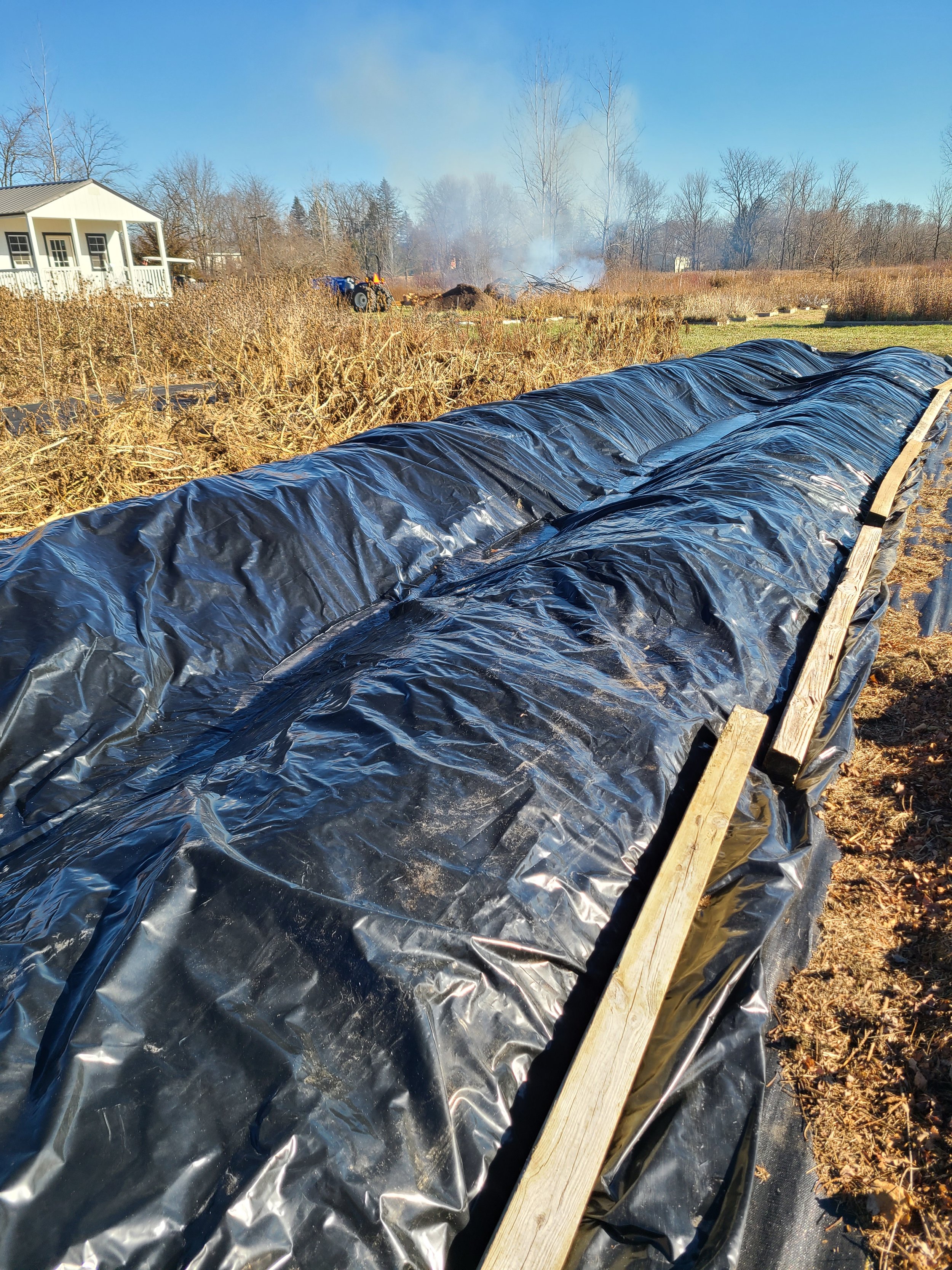  Covering Dahlias with silage tarp in order to overwinter them! 