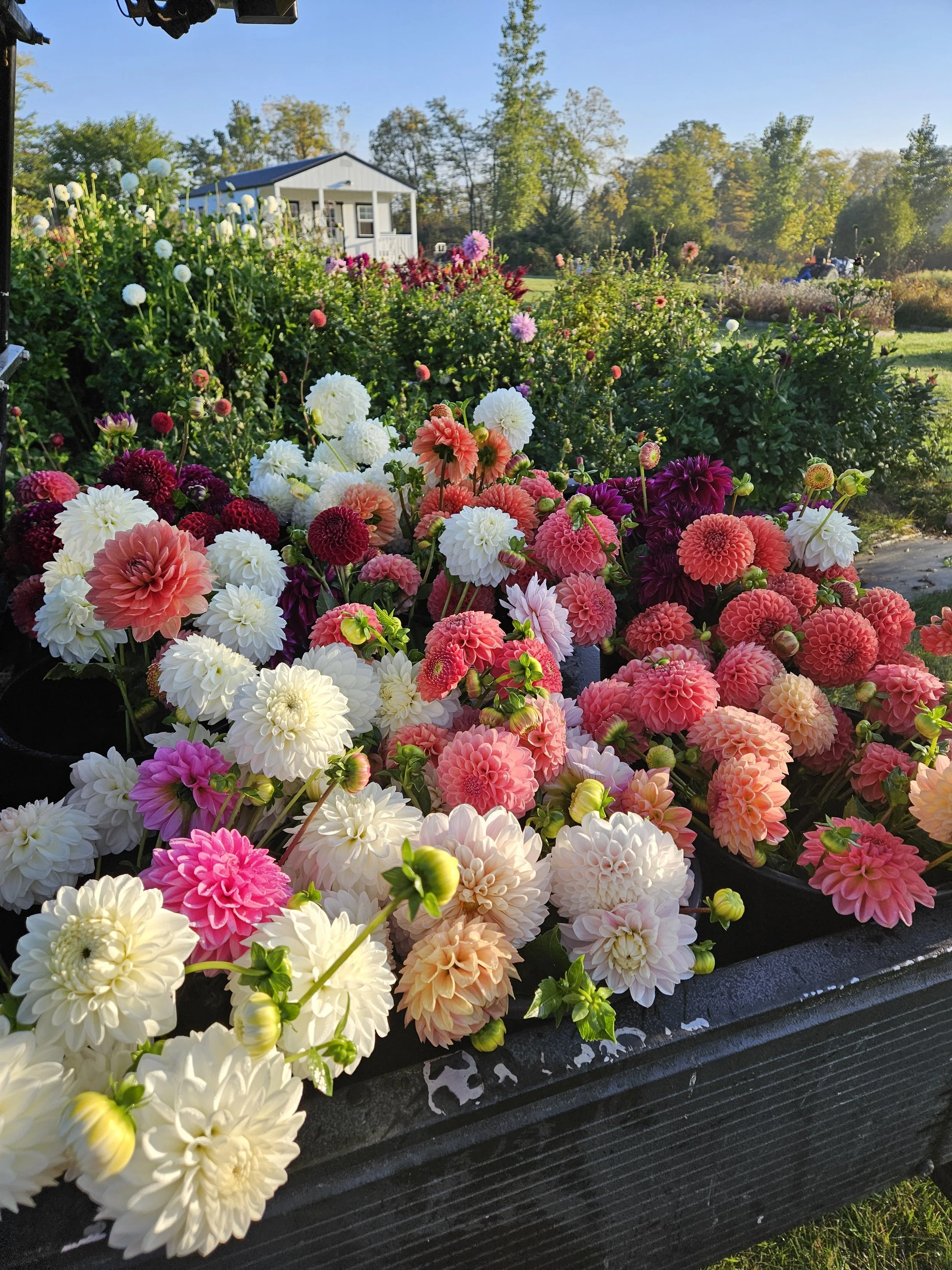 Overwintering Dahlias in Michigan Zone 5b