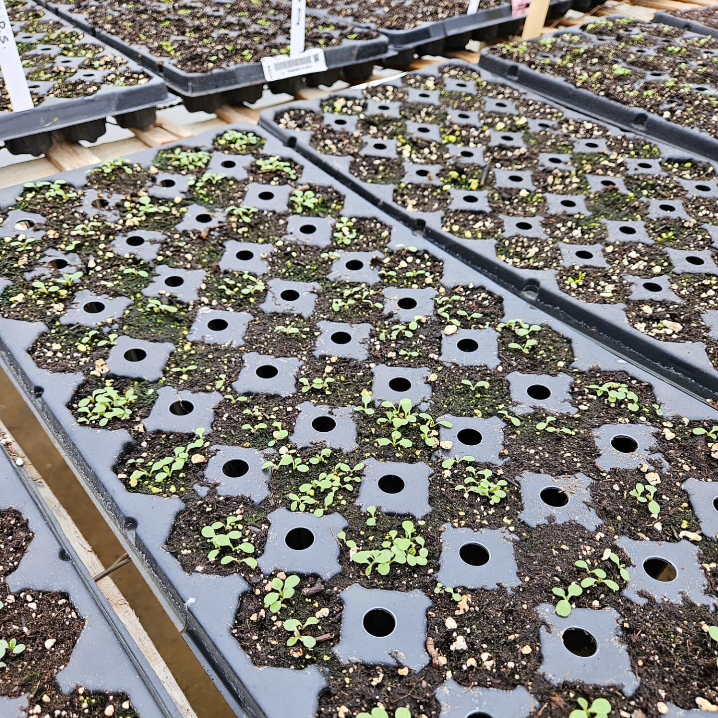 It's seed starting season! 

Baby plants are popping ✔️ 
Field is prepped ✔️ 
Ranunculus and anemones are in ✔️ 
Cold hardy seeds  have been strewn about ✔️ 
First handful of daffys have been pulled ✔️ 

Spring is here and we are heading into the bus