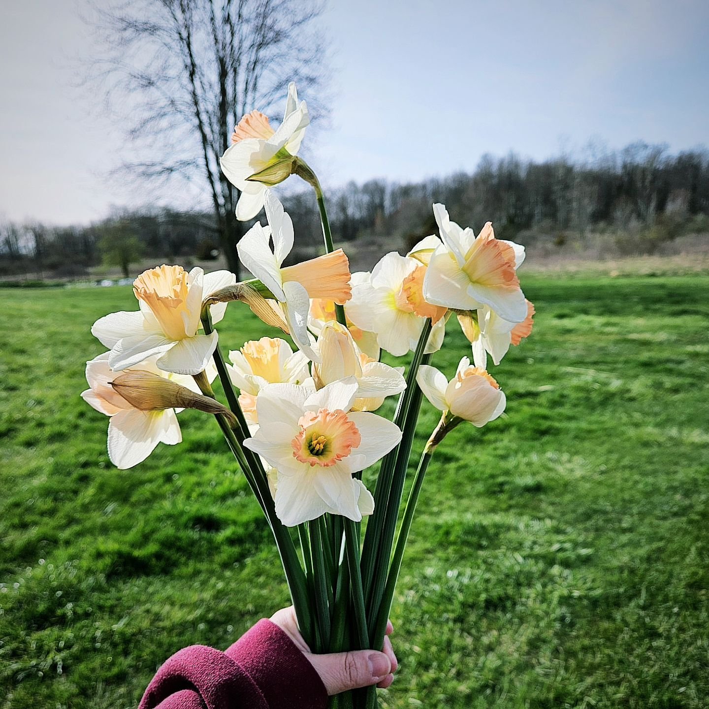 Daffodils... spring's unsung hero.  We love them so much around here!

The daffs have been in the ground for 5 years, and I still get so many blooms. Every season, I say I'm going to dig them up and separate the bulbs, but I never do... and they have