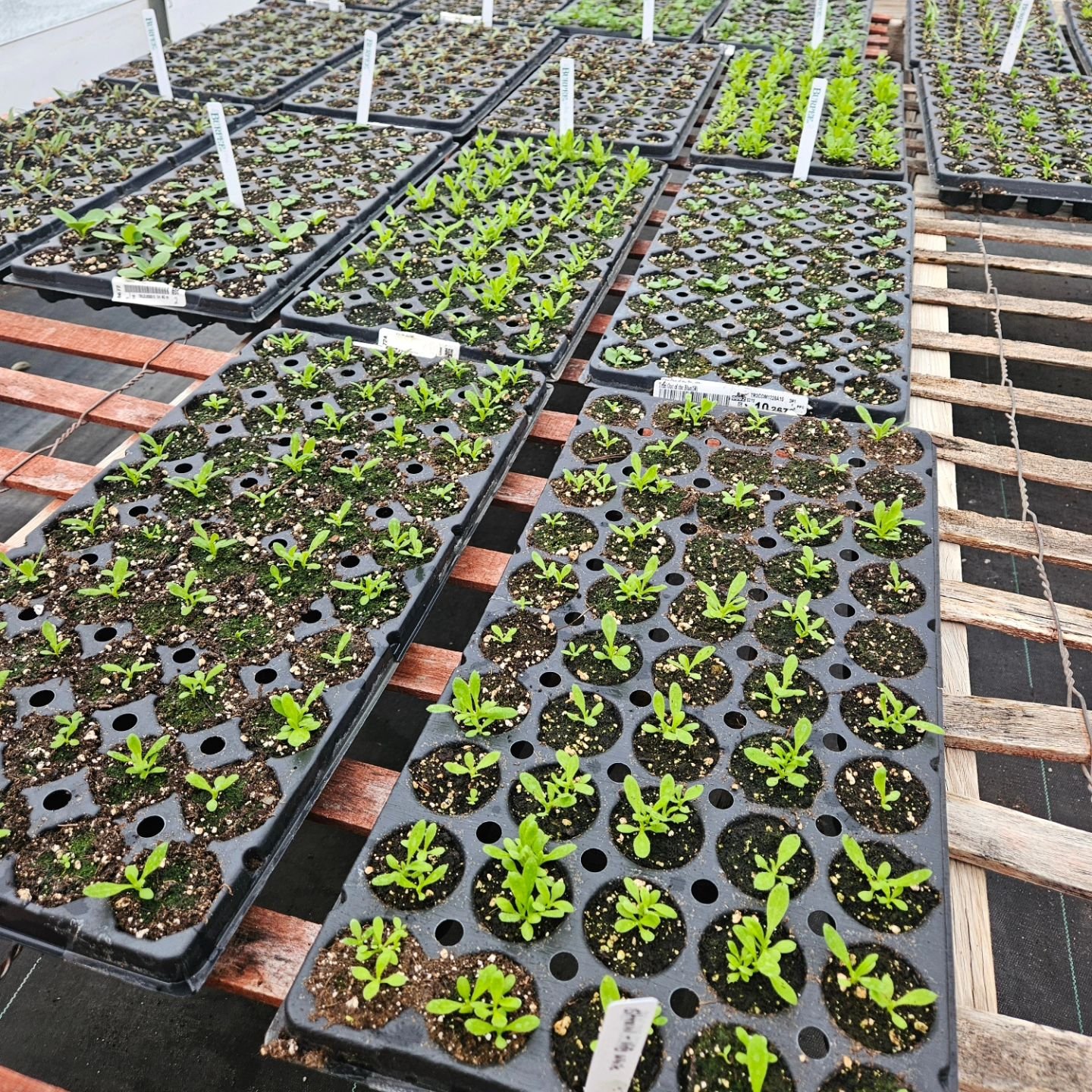 Seedling update: they are growing!

This week, I'll be starting the last of the seeds. It's a big one, too.  All the zinnias!  And pumpkins! 

Do I have a place to plant pumpkins? Nope. Am I going to figure it out? Hopefully.  Mount Compost Pile migh