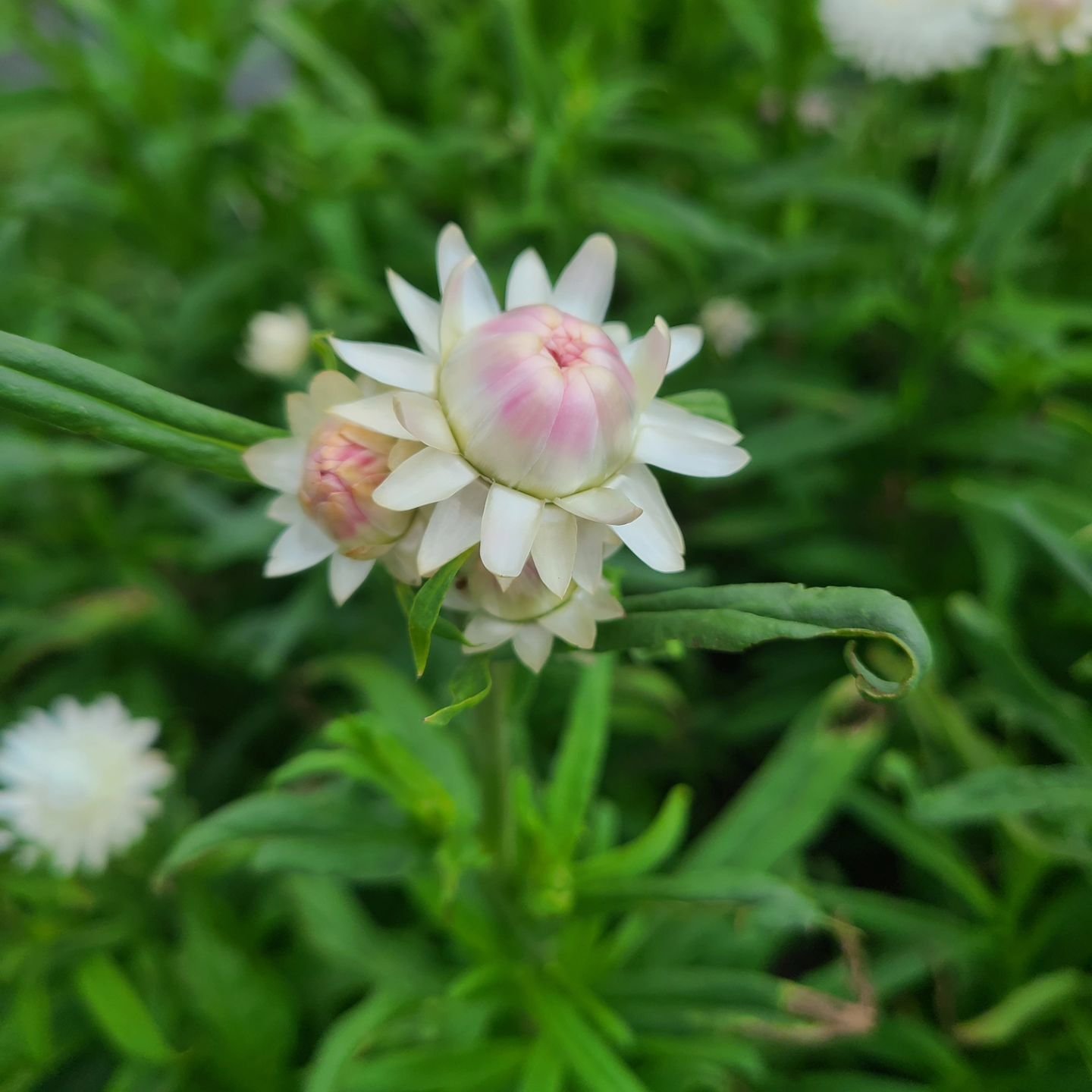 Strawflowers have always been a favorite.  They are beautiful fresh, last forever dried, and are amazing for corsage and boutonniere work. They also bring a shiney luster to bouquets. This year, I planted up more than ever before, in more colors. I'm