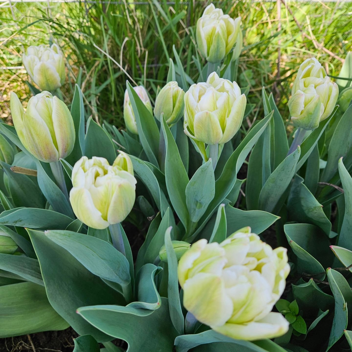 Tulips and daffodils are here! 

You'll be able to grab a bunch at the Sandbar Cafe this Saturday (4/20). It will be a great morning to treat yourself at the Caf&eacute; 🌷 ☕️ 🍪

Straight tulip bunches are 1 for $20 or 2 for $30.  Fancy Daff bunches