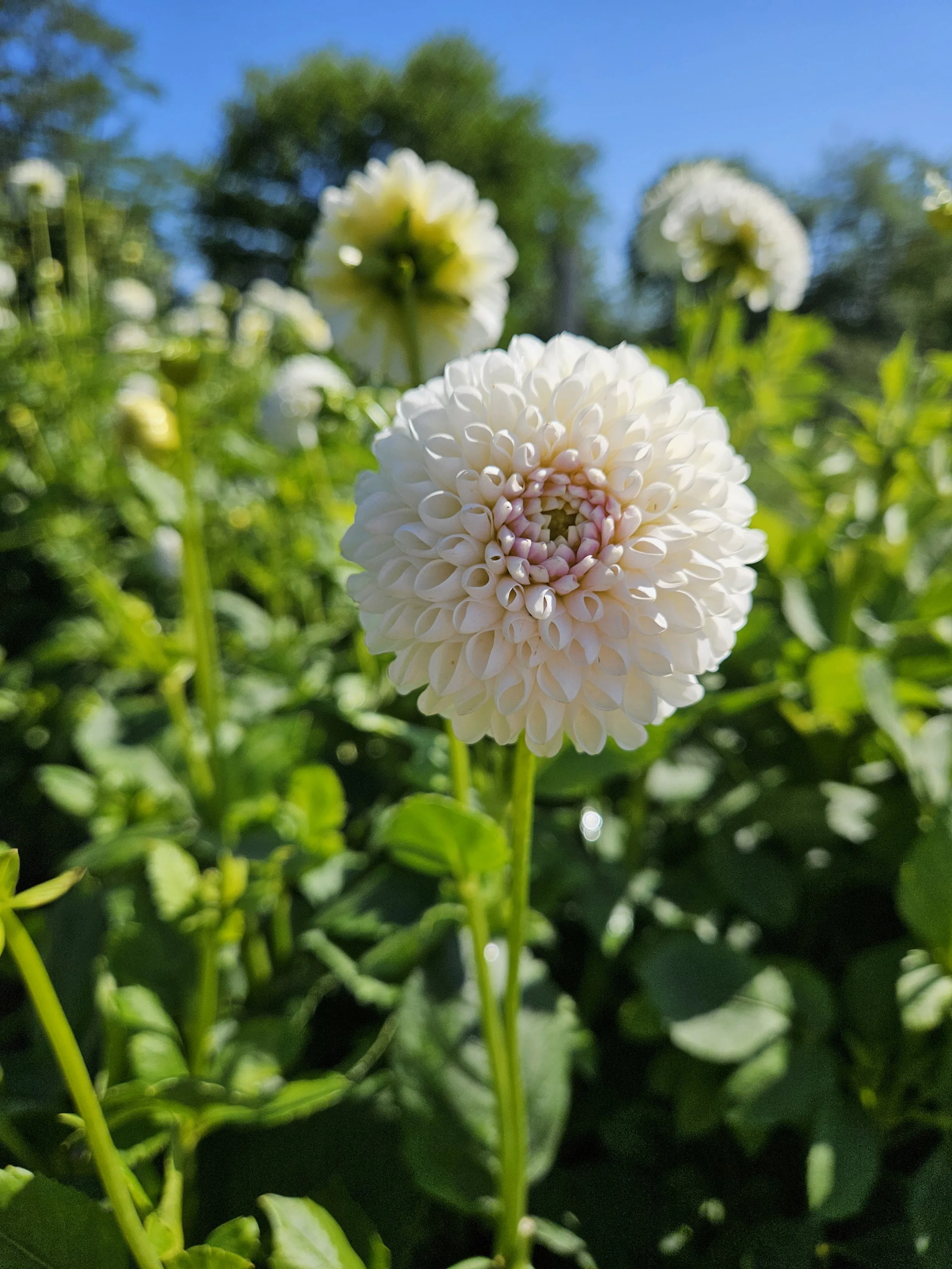 Over Wintering Dahlias in Michigan: Part 2