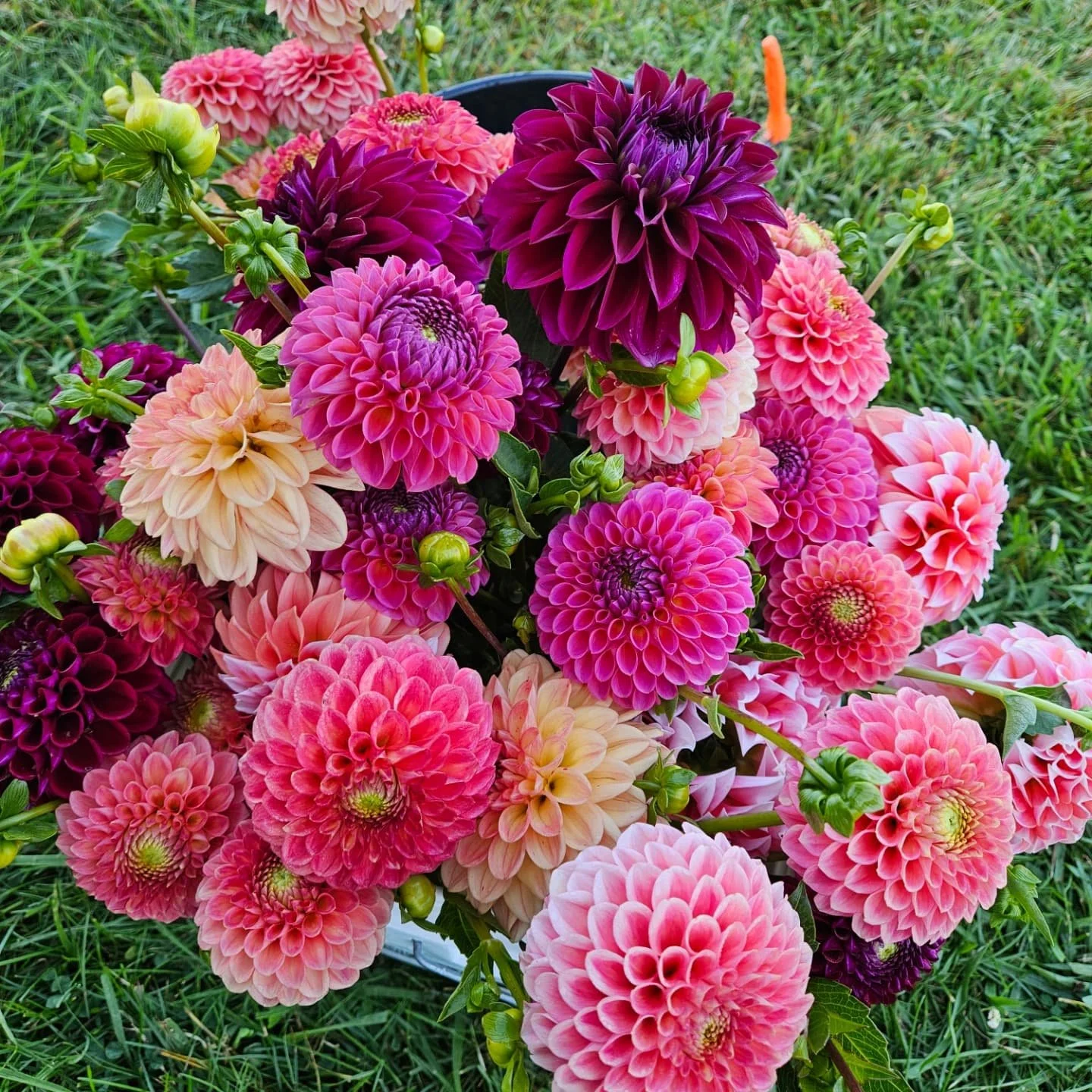 Season after season, this bucket of dahlias STILL makes me audibly gasp.

#dahliaseason 
#dahlias 
#summercsa 
#summerflowers
#locallygrownflowers 
#michiganflowergrower 
#gorgeousflowers