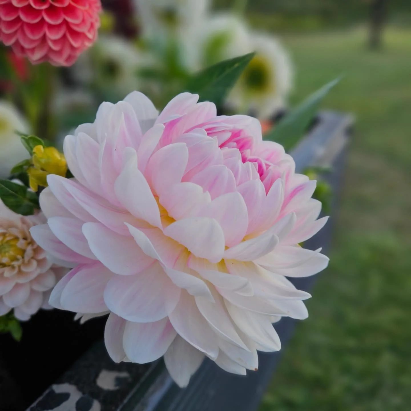 Things I know to be true about September...

The dahlias show off
The weeds get wild
A low fog settles over the field every morning
The flowers slow down 
We make friends with the spiders 
The golden rod takes all the blame for allergy season...but t