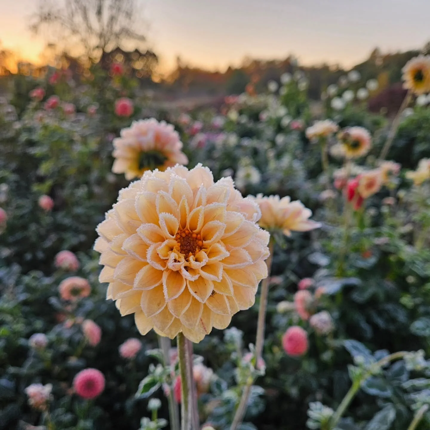 The end of the flower season came Oct 9th, this year. There are still a few flower varieties still pushing blooms but they are tired and so am I.

We had an INCREDIBLE growing season this year. More ups than downs I think. We needed less heat and mor