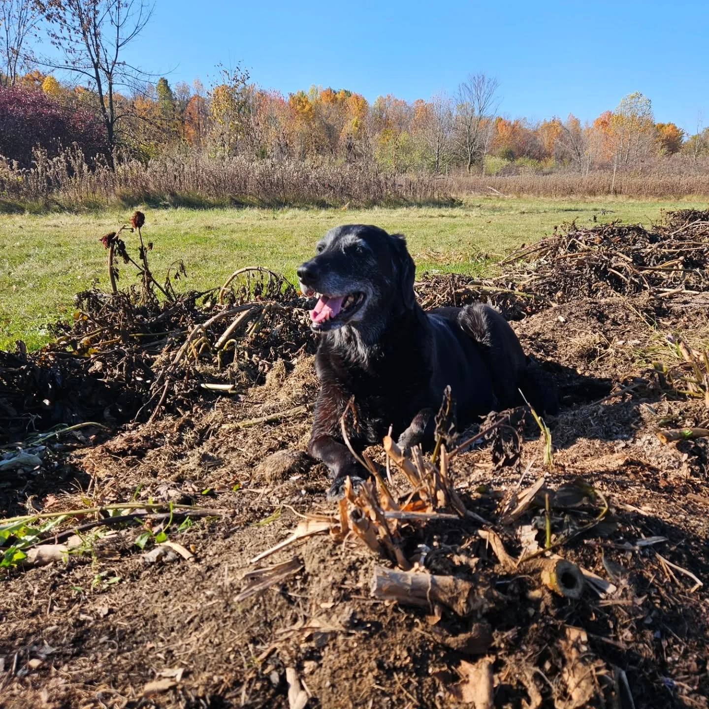 As I rest my achy bones after a long day of putting one of our dahlia beds to sleep for the winter, I thought about how many times we've put the farm to rest....
and its been SEVEN seasons. SEVEN whole ass seasons of incredible flowers🥲

Seven seaso