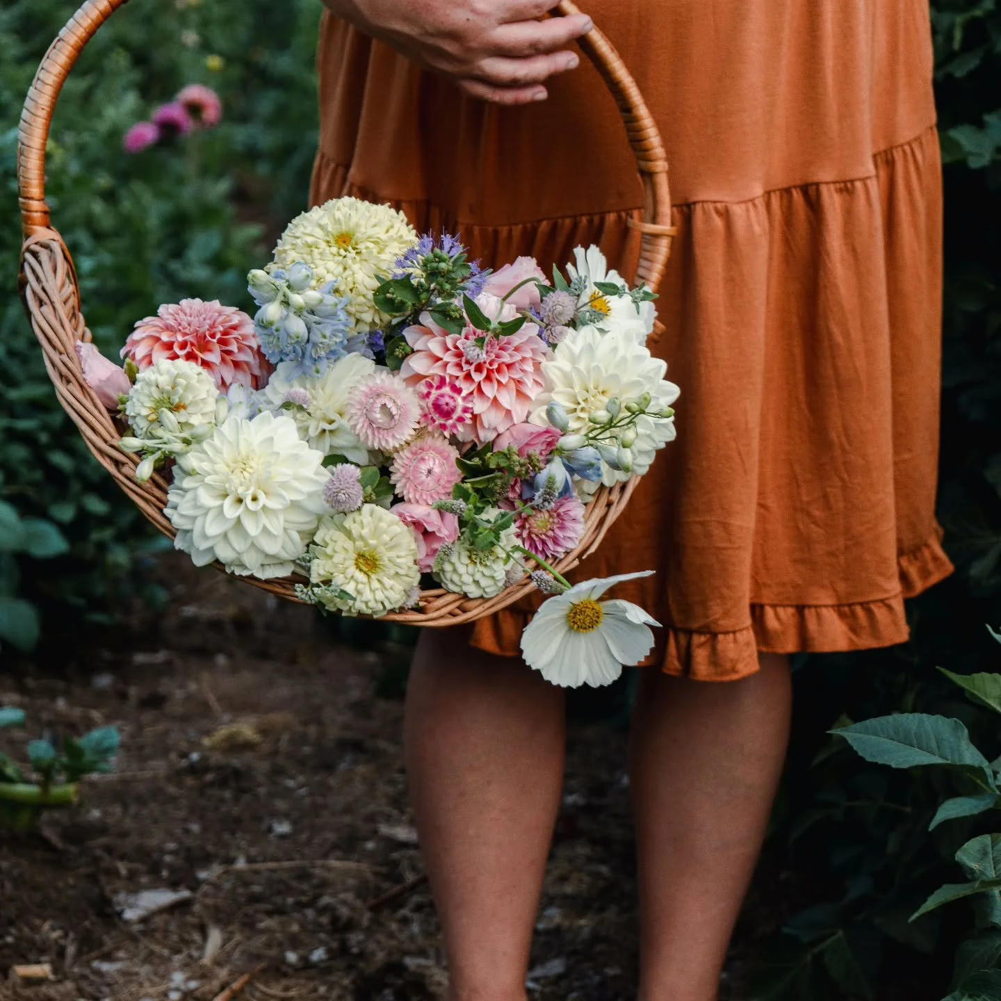 In the chaos of growing and wedding season, we managed to schedule a photo shoot for our new website, coming soon! Seems like a great time for an introduction. 

Hello! I'm Dana and this is Black Dog Flower Co. We are a seasonal specialty cut flower 