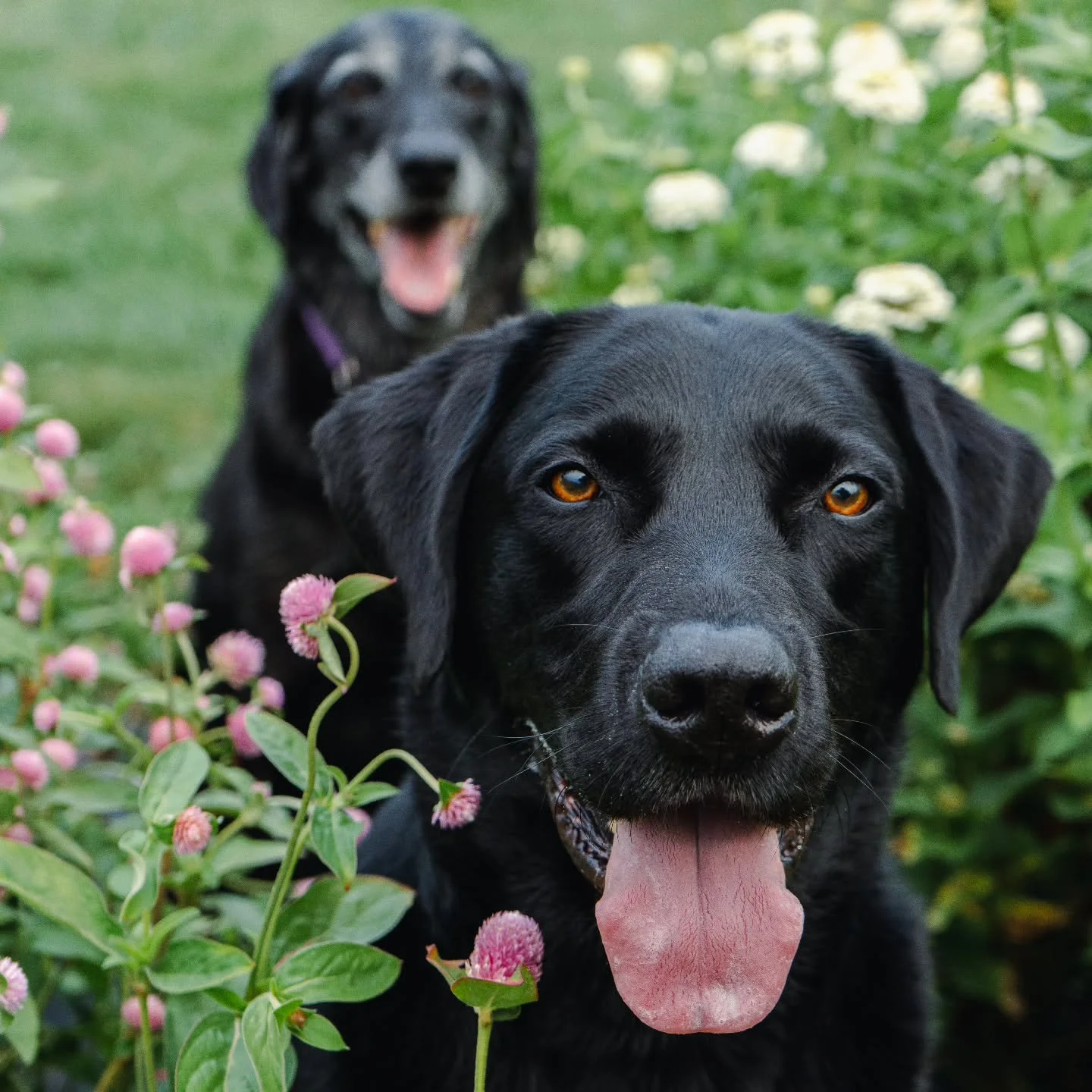 NEW 2026 CSAs are up on the website and a discount code will be out tomorrow in the newsletter! (Hop to the website to join, we only do discounts one time per year!). 

Holiday centerpieces make a great hostess gift, CSAs make incredible gifts for mo