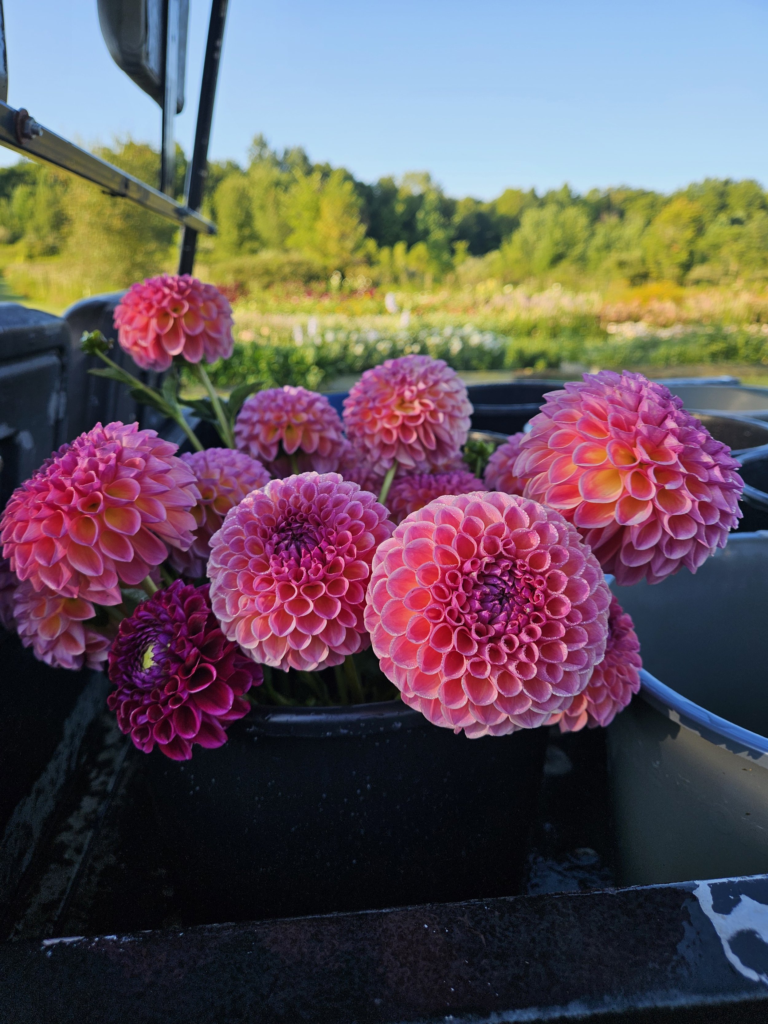 Overwintering Dahlias: part 3