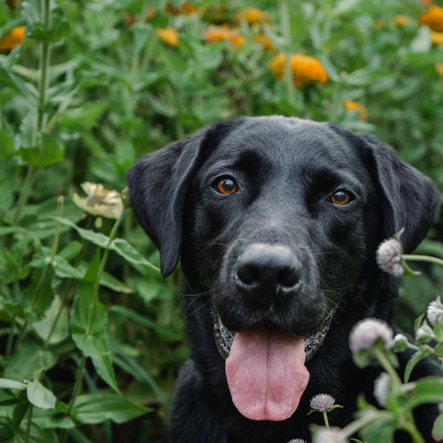 This big bubba turned 6 last week.

He's very sick of winter and ready for spring farm season! As for me, I'm enjoying hibernation a little too much.

Happy birthday, big dog. We love ya and your wide-eyed personality🖤

#arnieman
#farmdog
#blacklabs