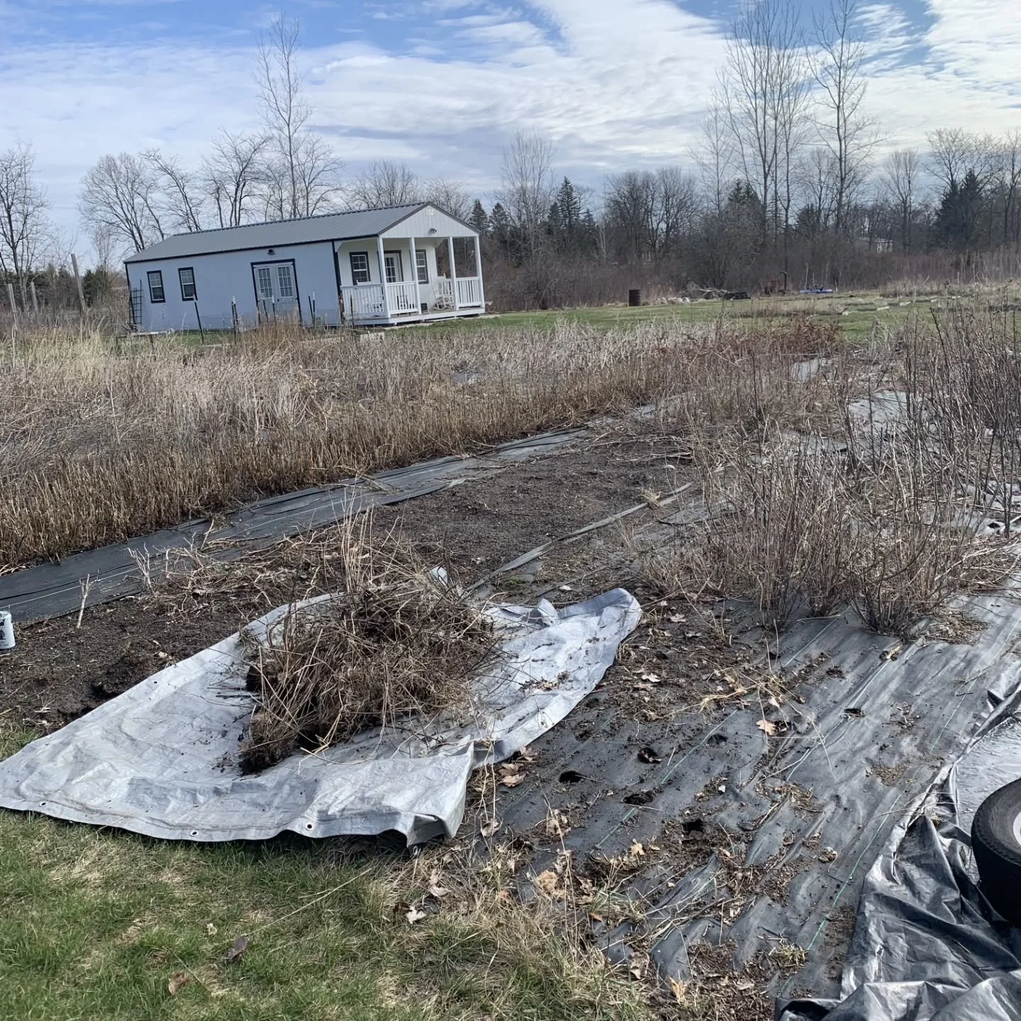 Hibernation season is over and we are back at it on the flower farm 💪🏻

Field is cleared, ranunculus are ready to be planted, week 1 seeds have been started, and I'm mentally and physically ready to take on farm and wedding season!

I'm currently s