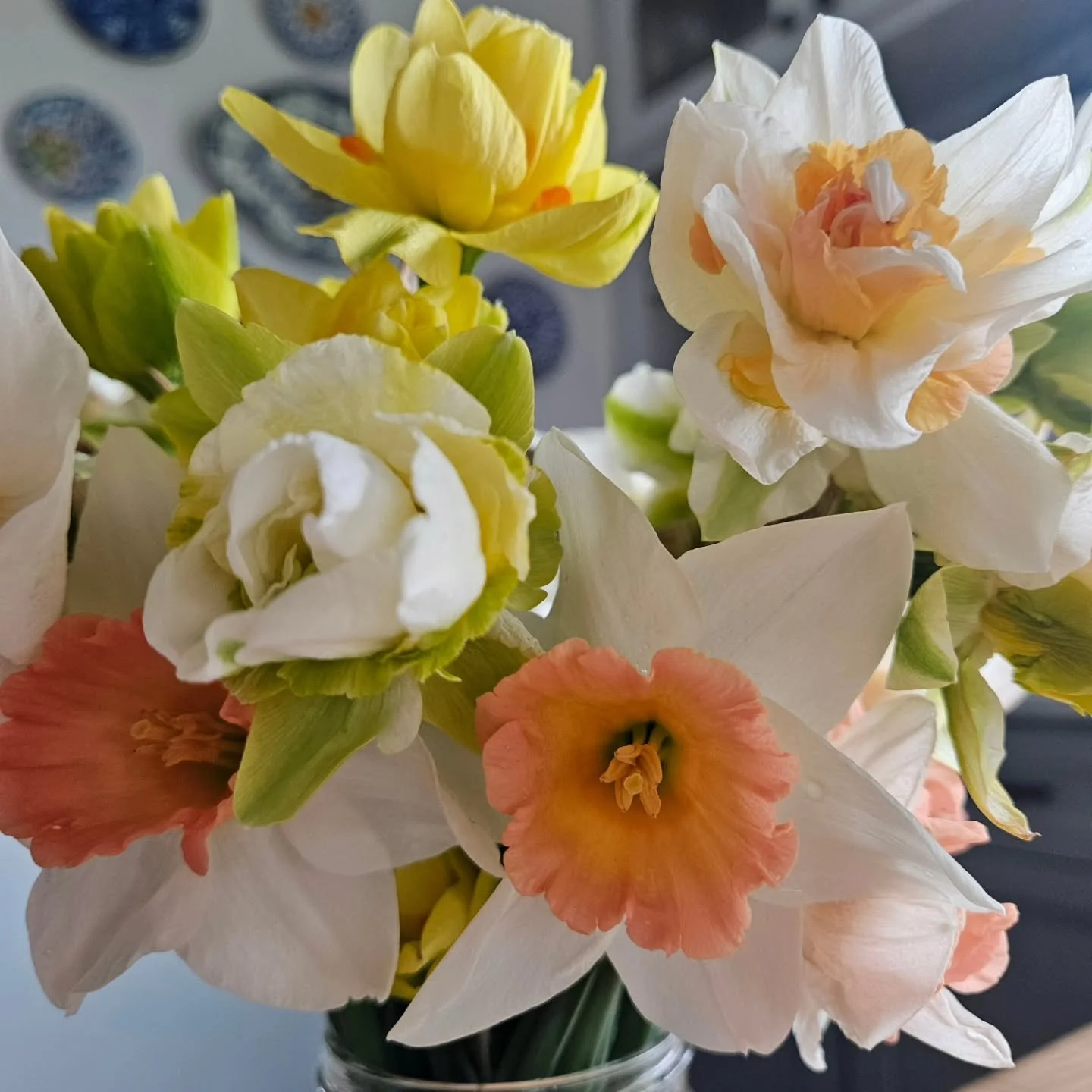 The fancy daffodils are blooming and they get mostly saved for myself and friends and the bees these days.
There color changing ruffles and sweet scent are one of my favorites💛

This will most likely be the last spring with them (however I'm hoping 