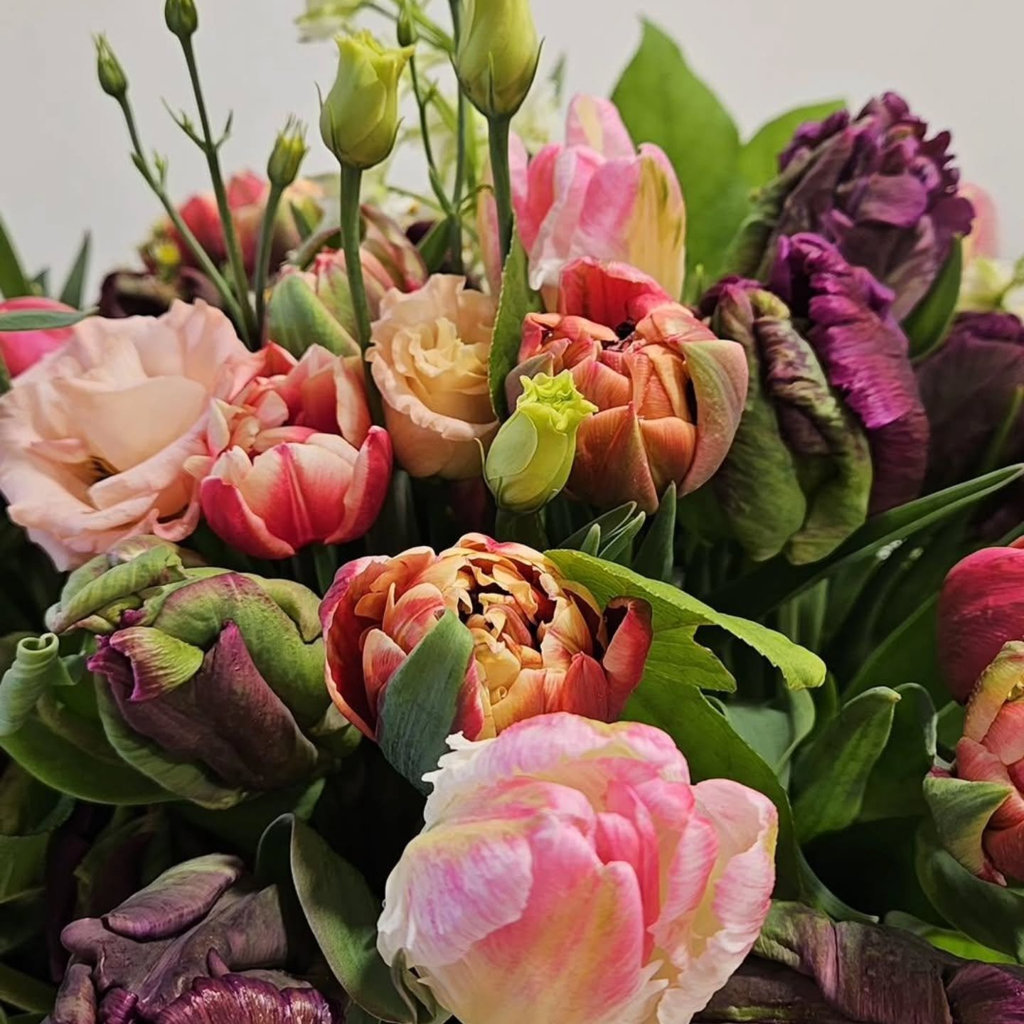 Tulip season is officially here! We'll be harvesting all week. Please reach out if you'd like to order a bunch or two🌷

I'll be using them in our upcoming weddings, events, and standing orders, but will also be saving some for Mother's Day. If you'r