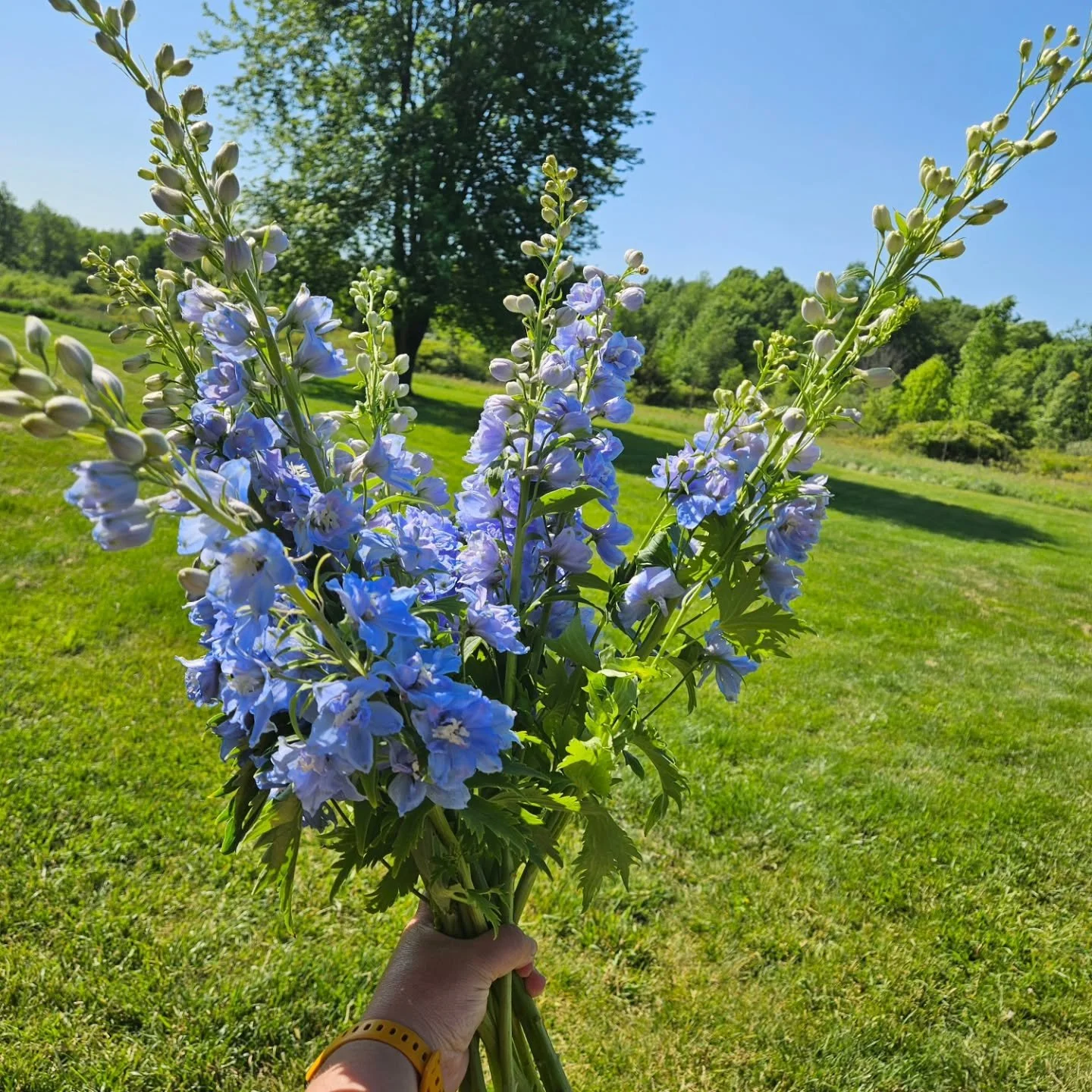 Wholesale delphinium could never! Excited to have a 🩵 wedding in the next few weeks!!
