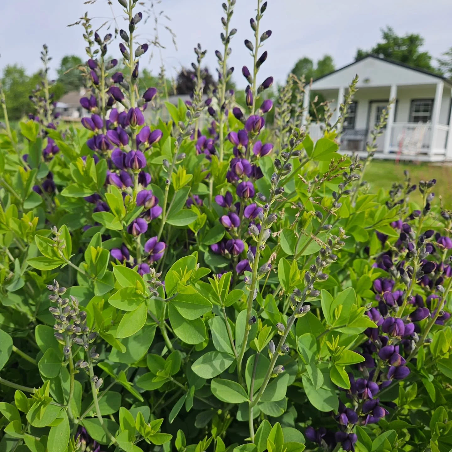 Not a ton blooming, but its the good good stuff.
Ranunculus like CRAZY.
Peonies are just starting. 
Delphinium coming in so hot.
Baptisia showed up to the party.
Even saw a few dahlia buds out there.

Pretty soon we'll have a whole big field of joy a