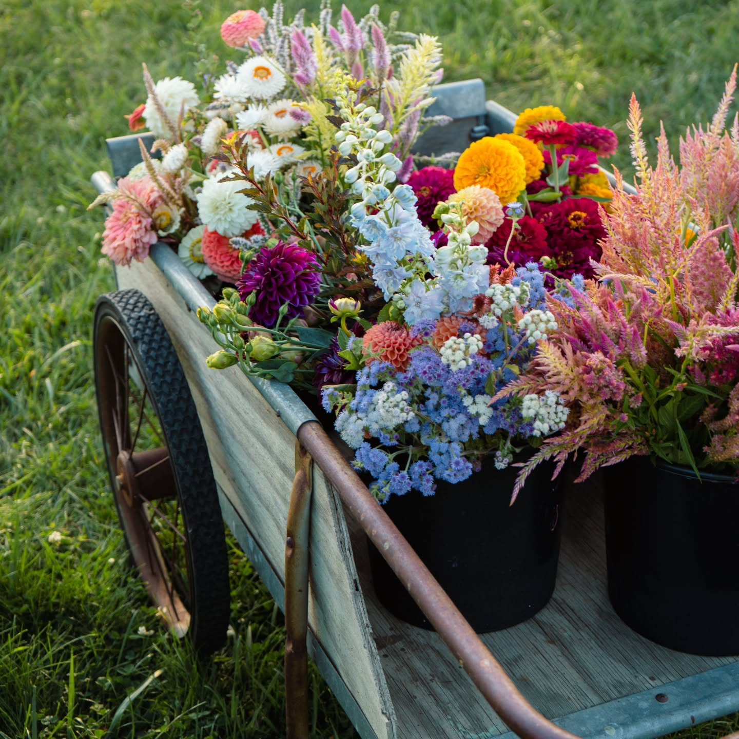 📣Last call for summer flower subscriptions!

Summer flower subscriptions (or CSAs) are the best way for you to get weekly or bi-monthly locally grown and fresh cut flowers! Delivery locations include Brooklyn @choatemarketplace , Addison @meetatsand