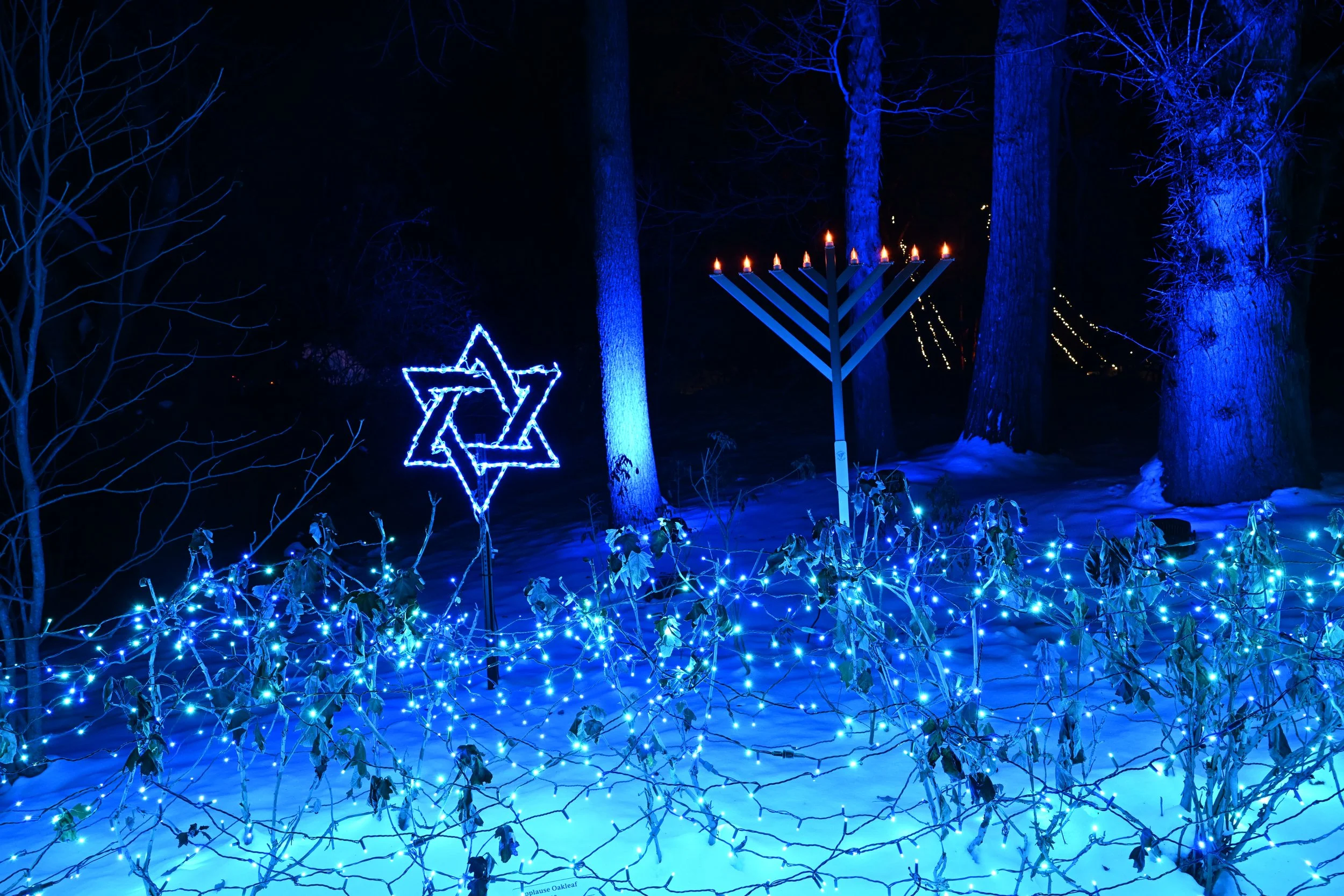 Night view of Christmas lights, including a star-shaped light, a menorah with lit candles, and string lights on bushes, with trees illuminated in blue in the background.
