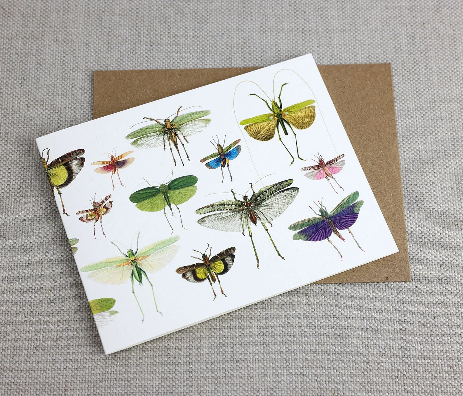 grasshoppers front.jpg