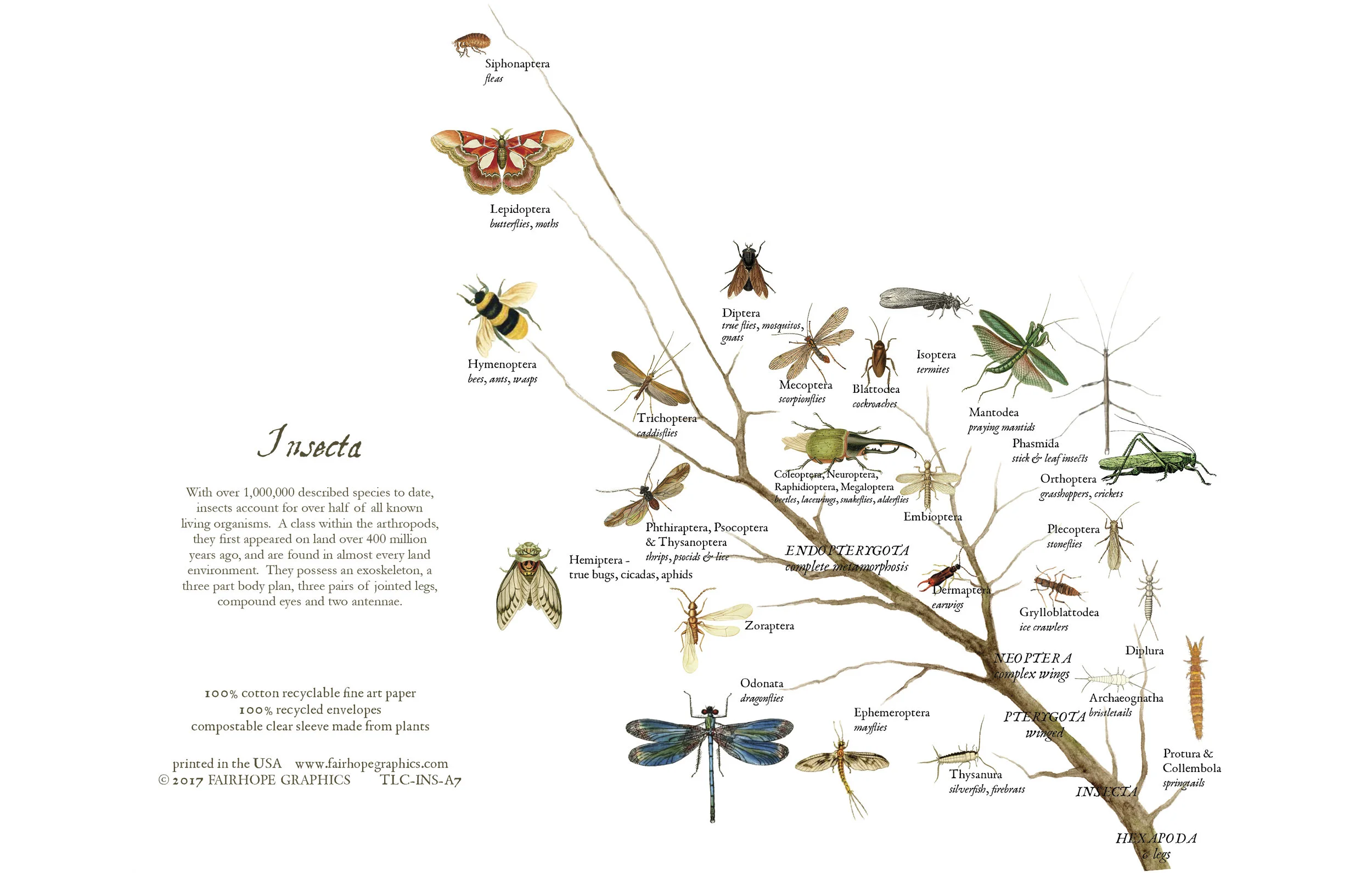 Insect Card.jpg