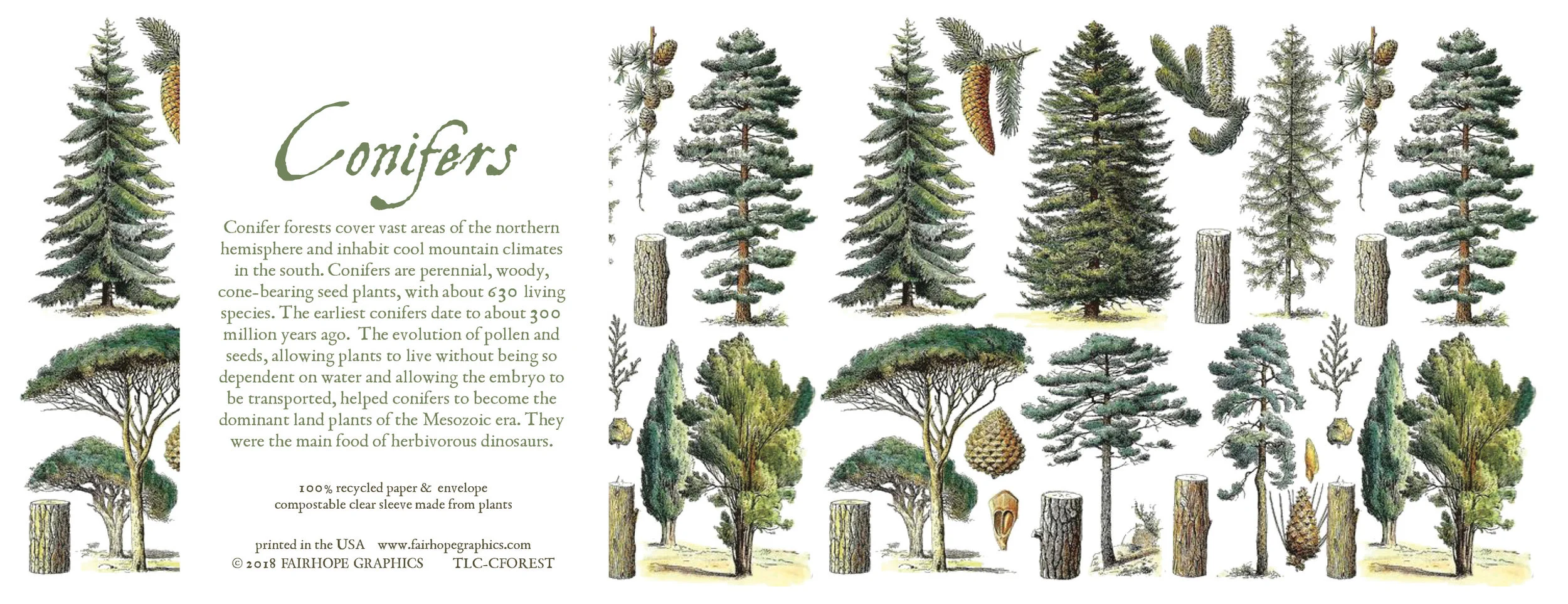 Conifer Forest Card