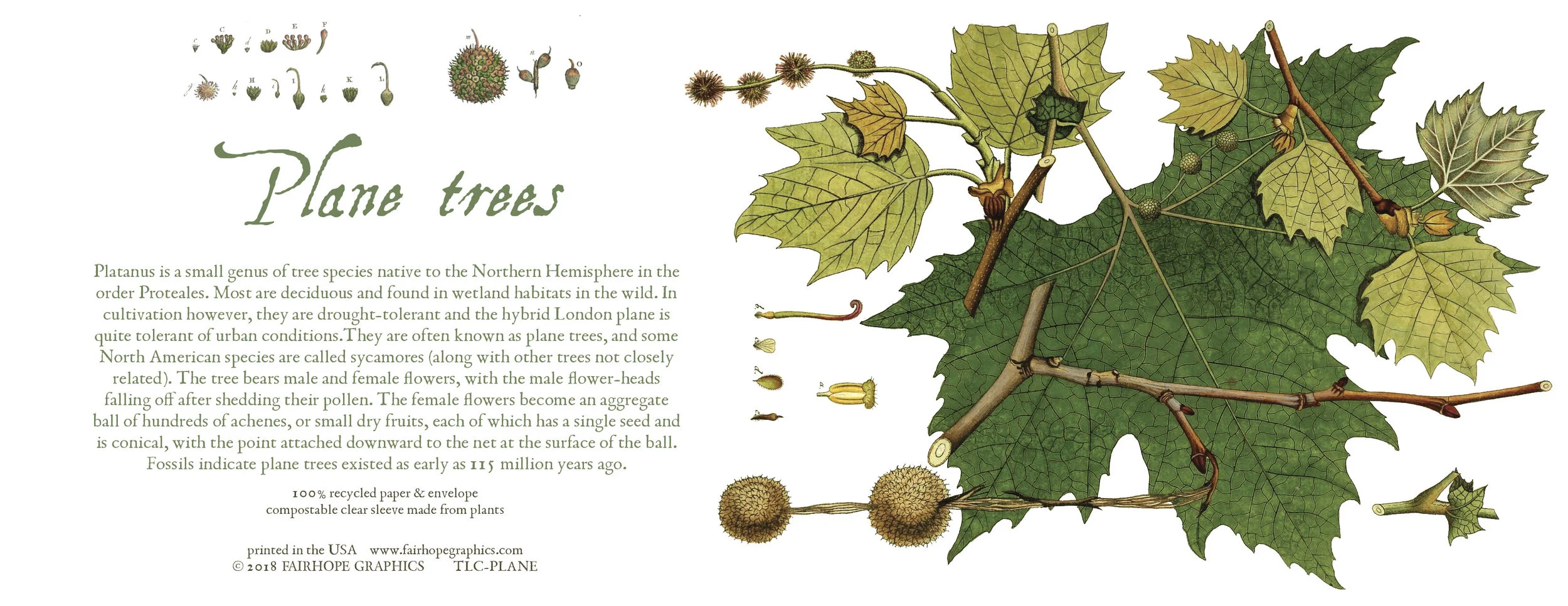 Plane Tree Card.jpg