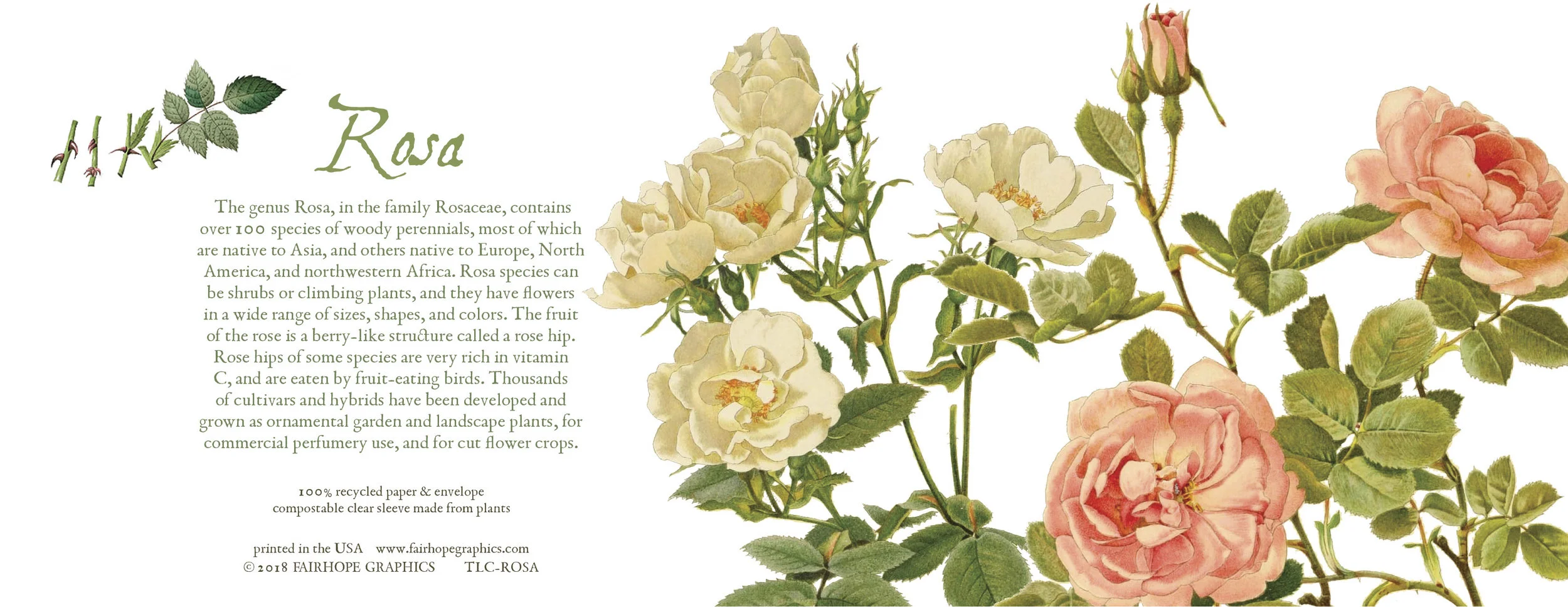 Rosa Card