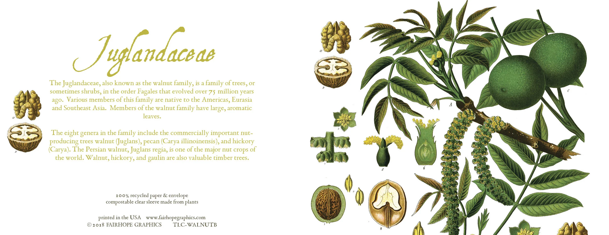 Greeting Cards — Fairhope Graphics Evolutionary Trees