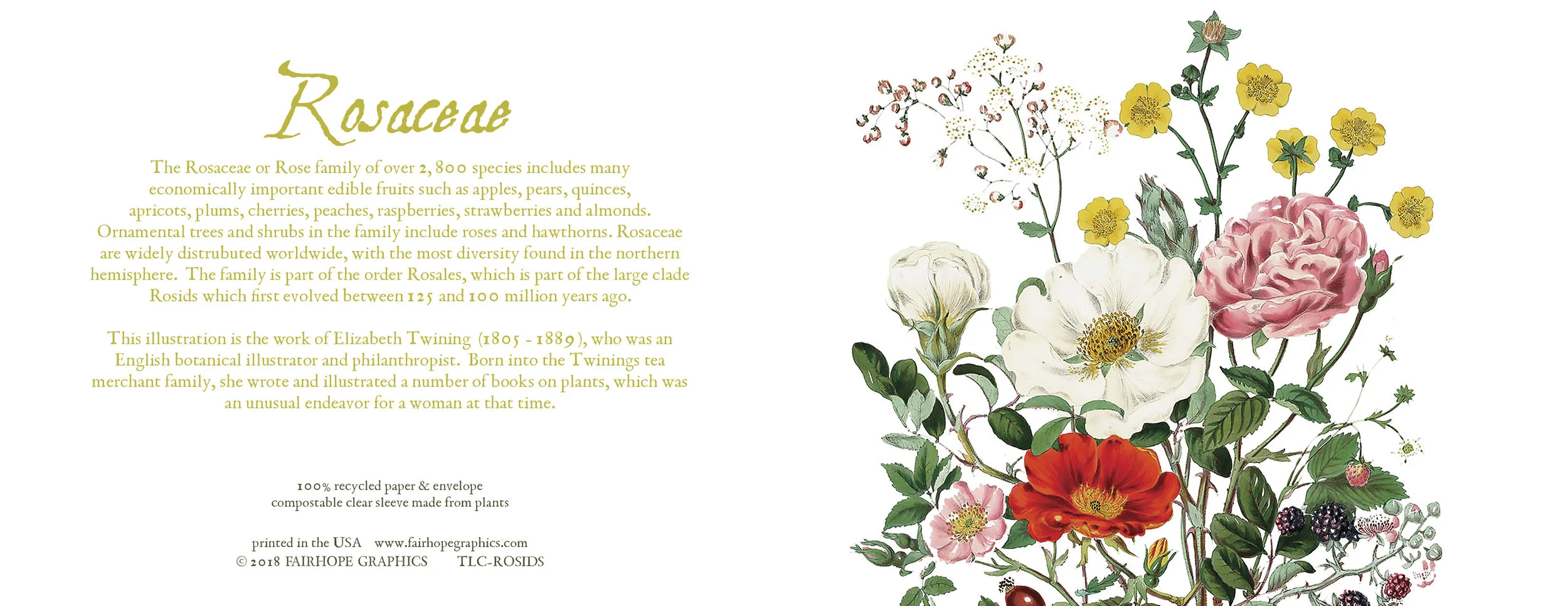 Roses Card.jpg