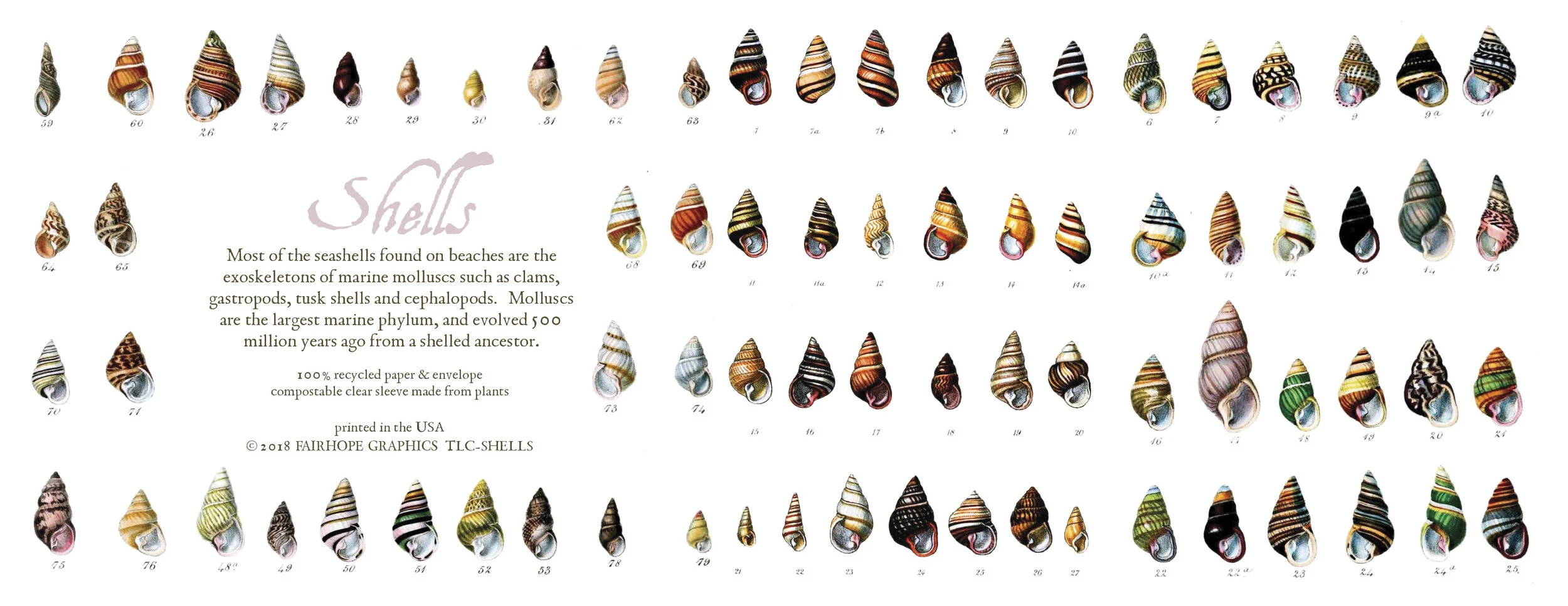 Shells Card