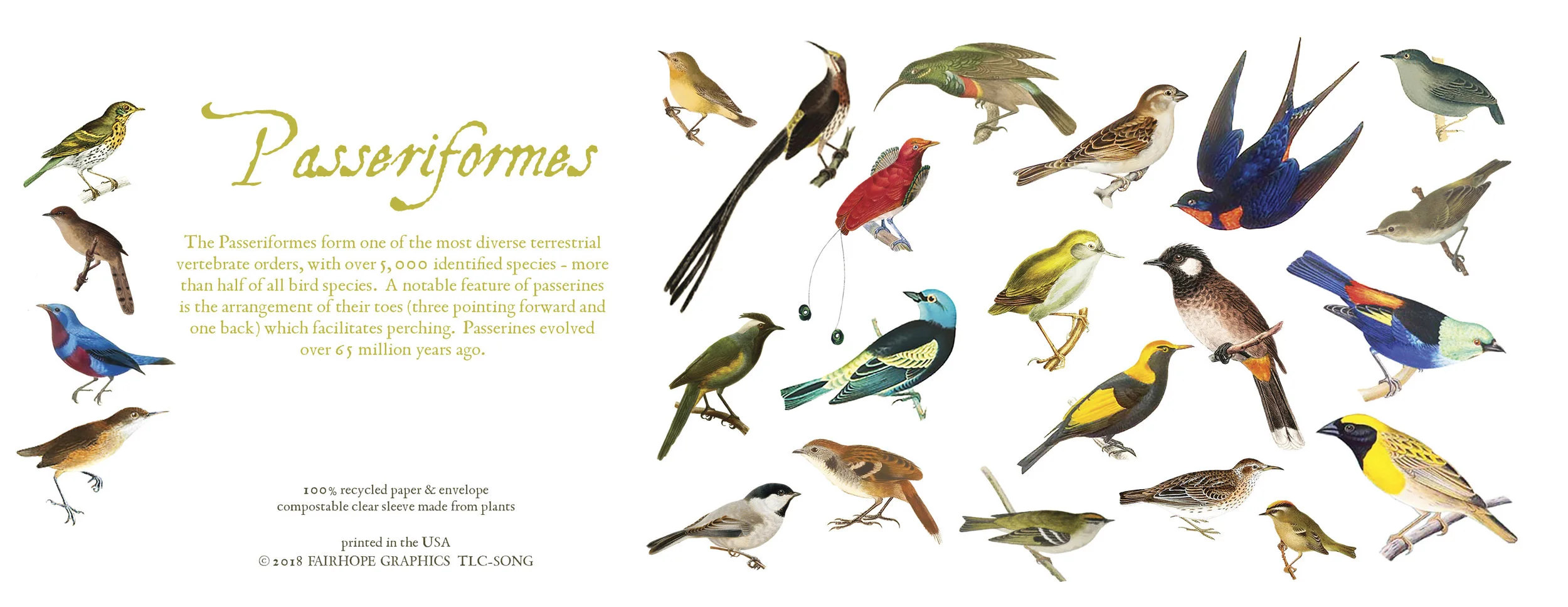 Greeting Cards — Fairhope Graphics Evolutionary Trees