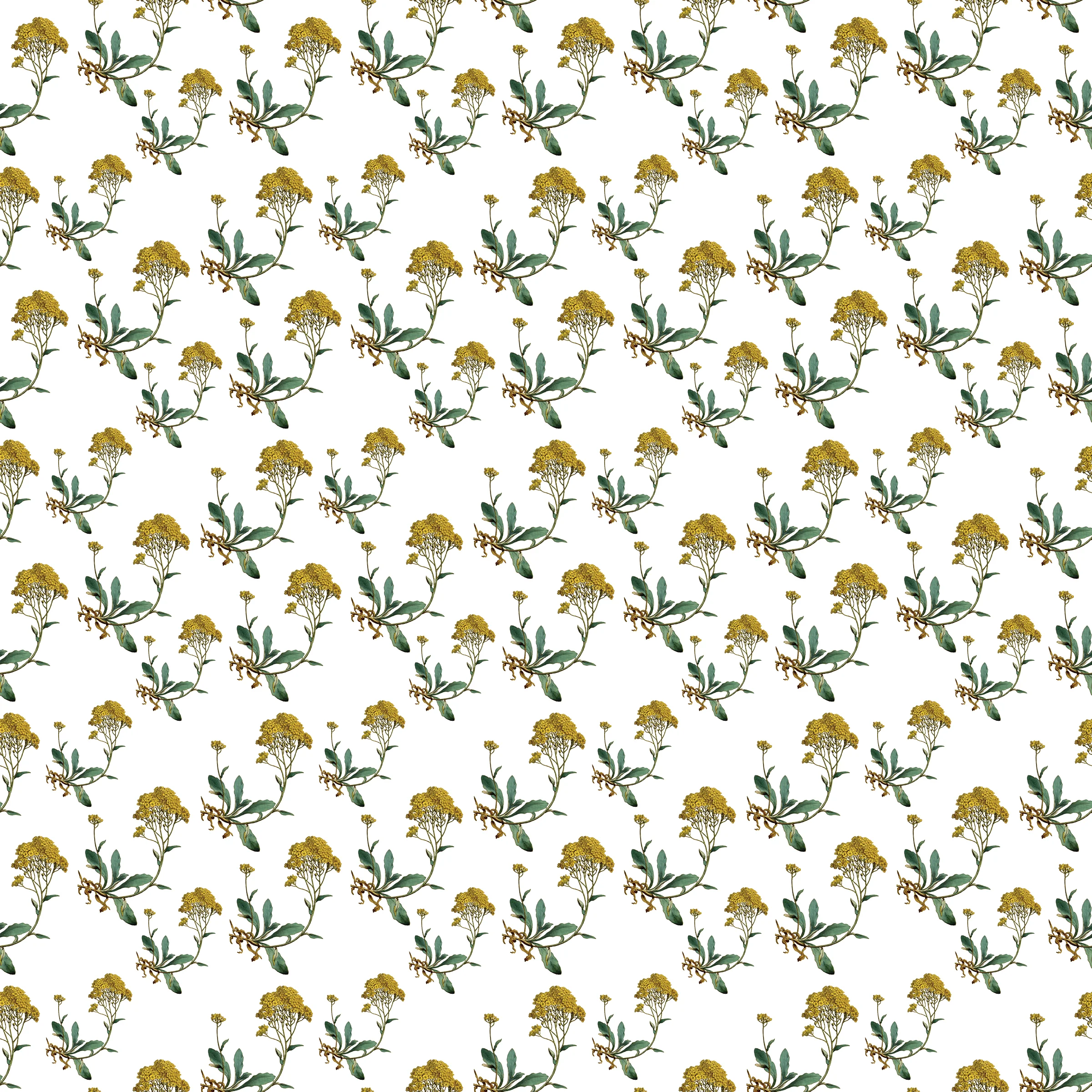 Alyssum Gift Wrap