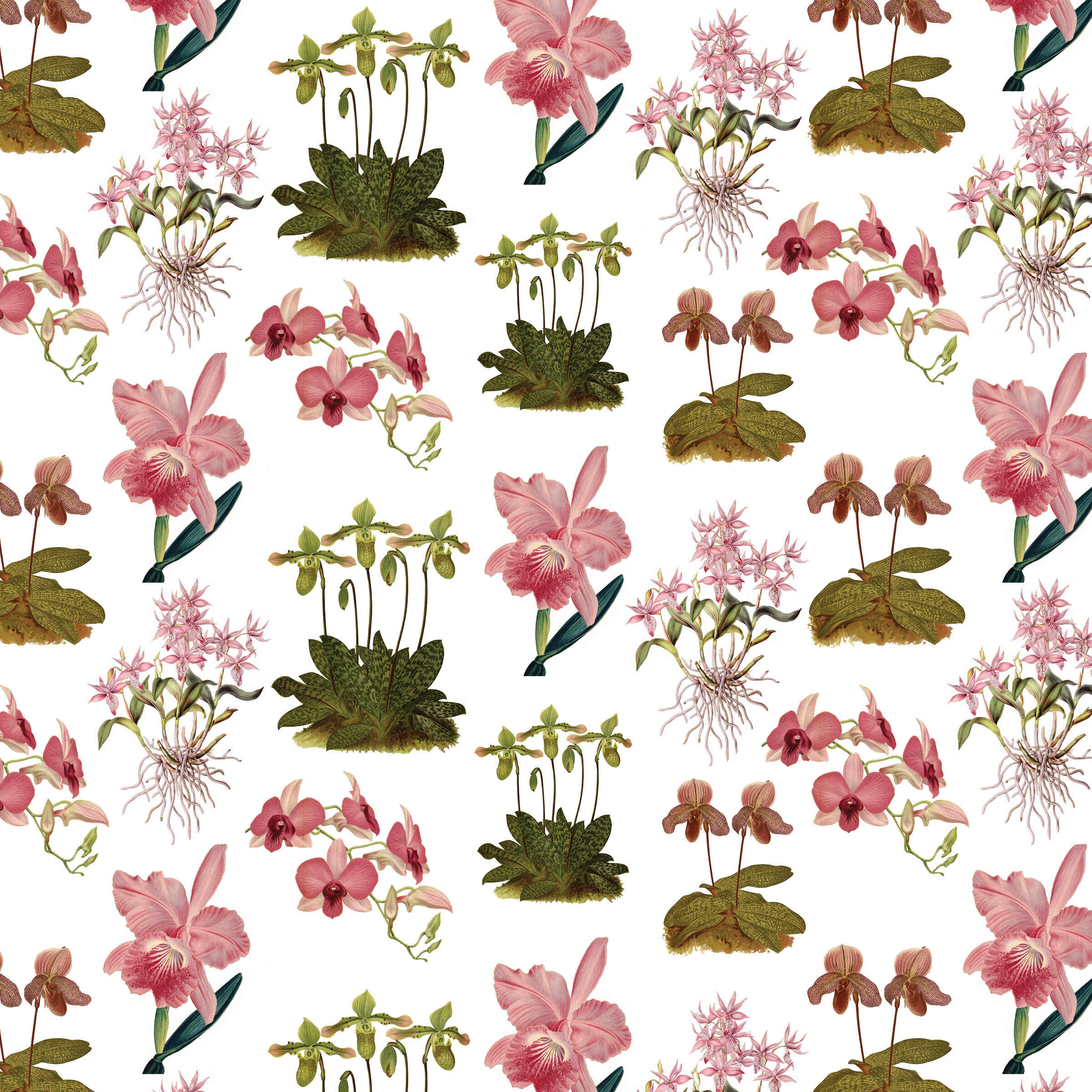 Orchid Gift Wrap - Pink